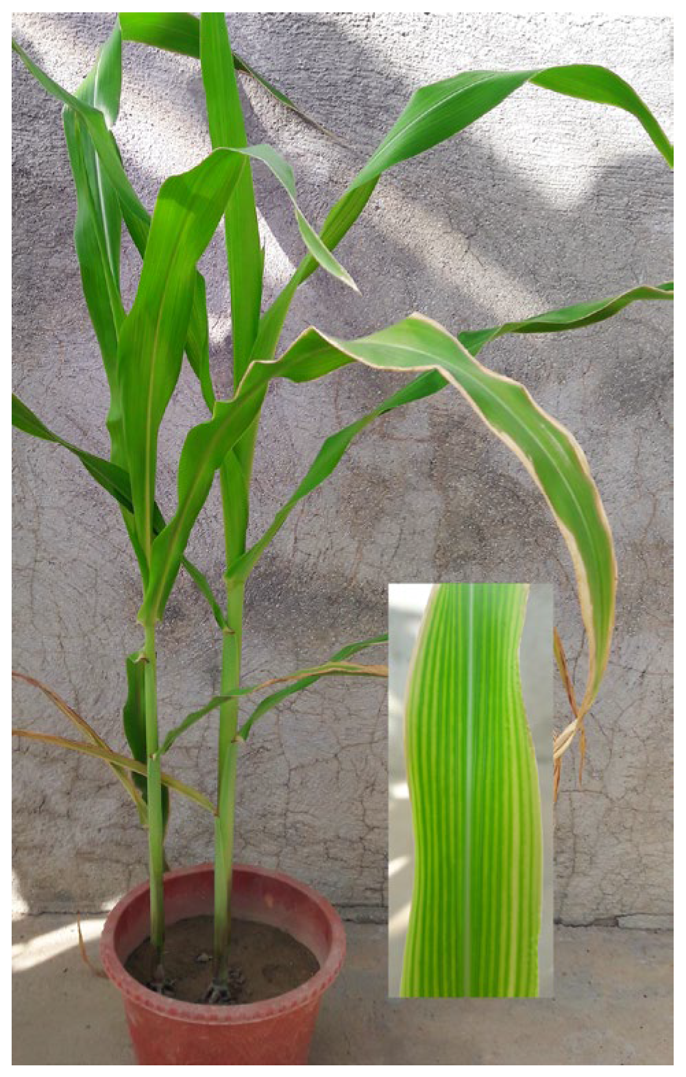 Agronomy 14 01013 g003