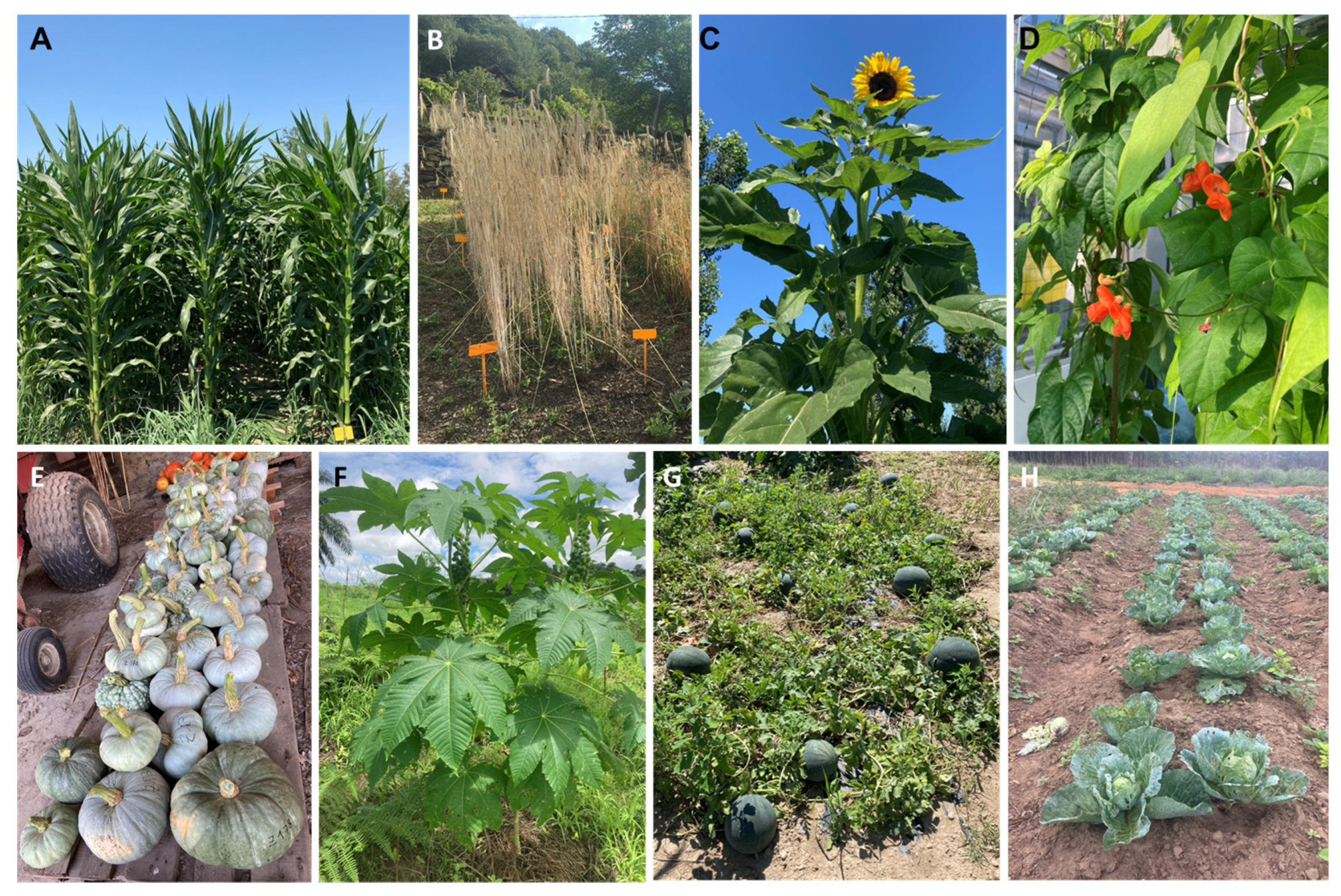 Agronomy 14 01030 g001