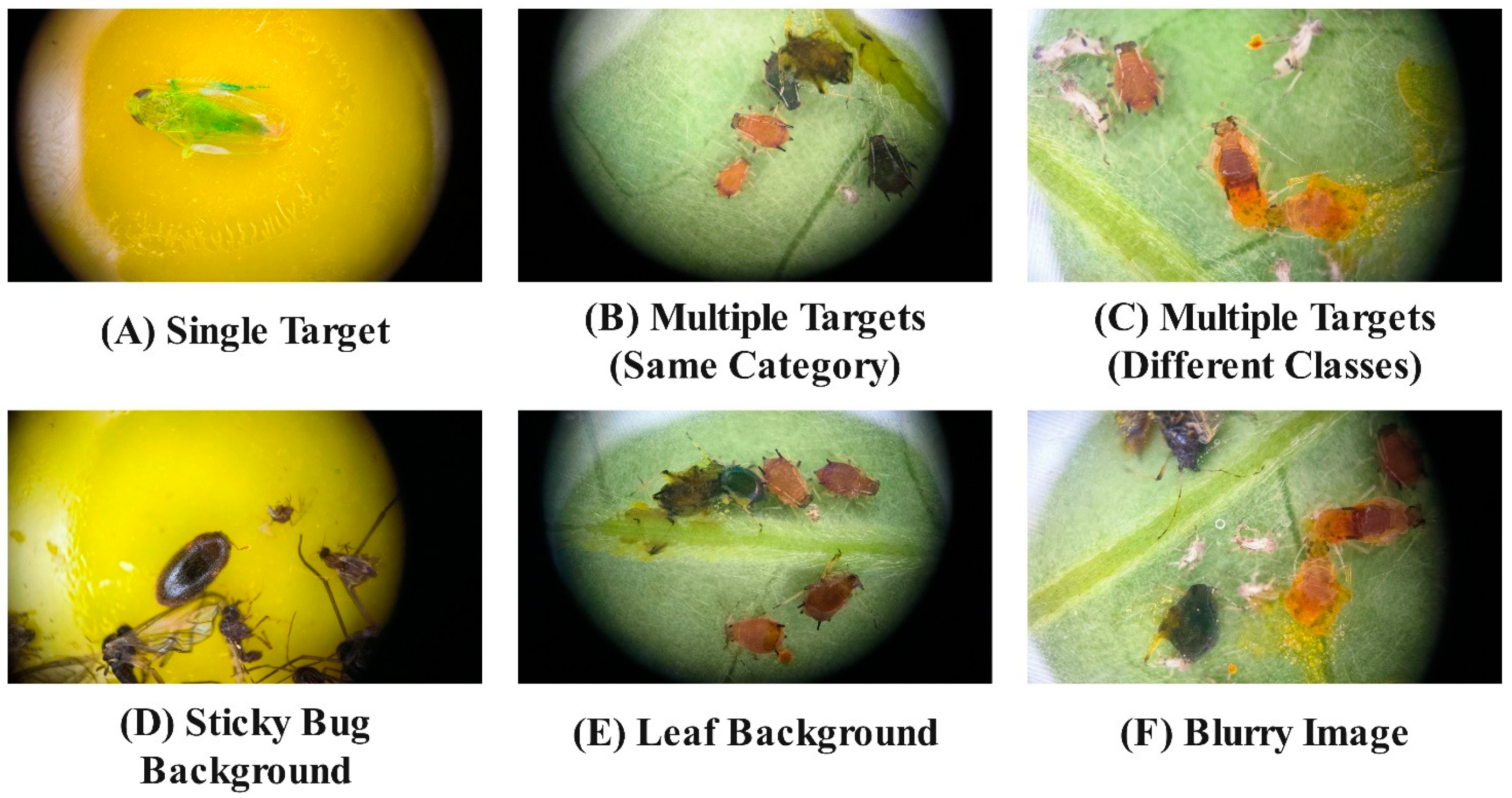 Agronomy 14 01034 g012