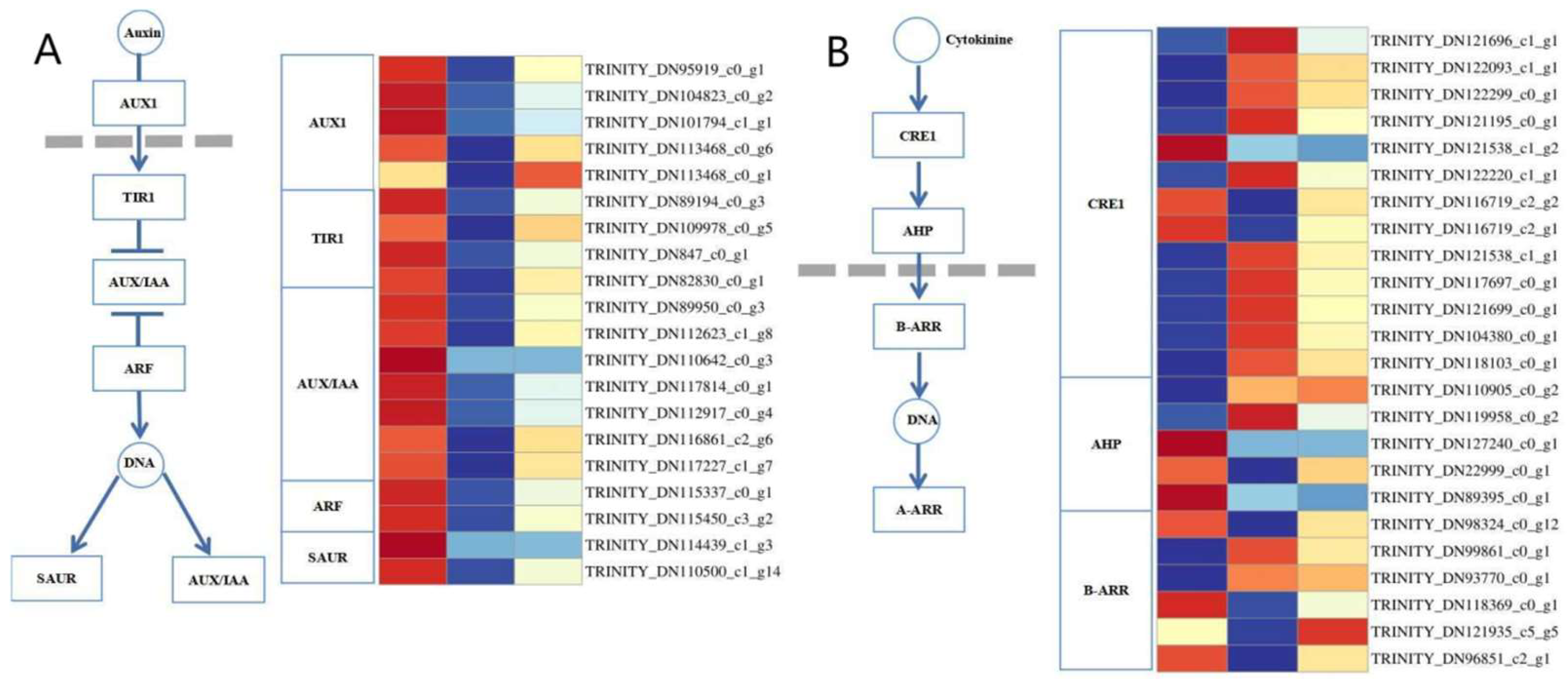 Agronomy 14 01037 g005a