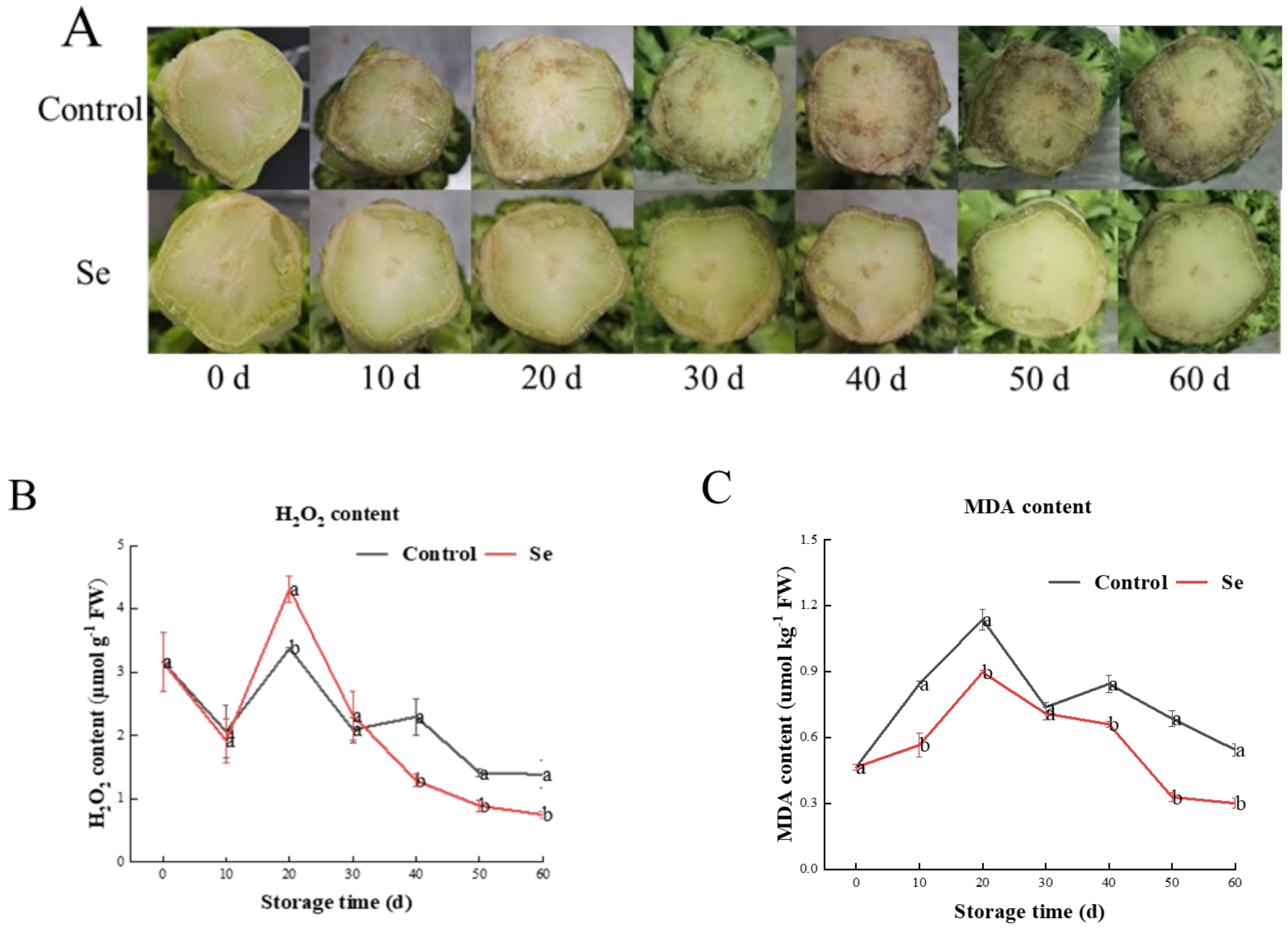 Agronomy 14 01047 g001