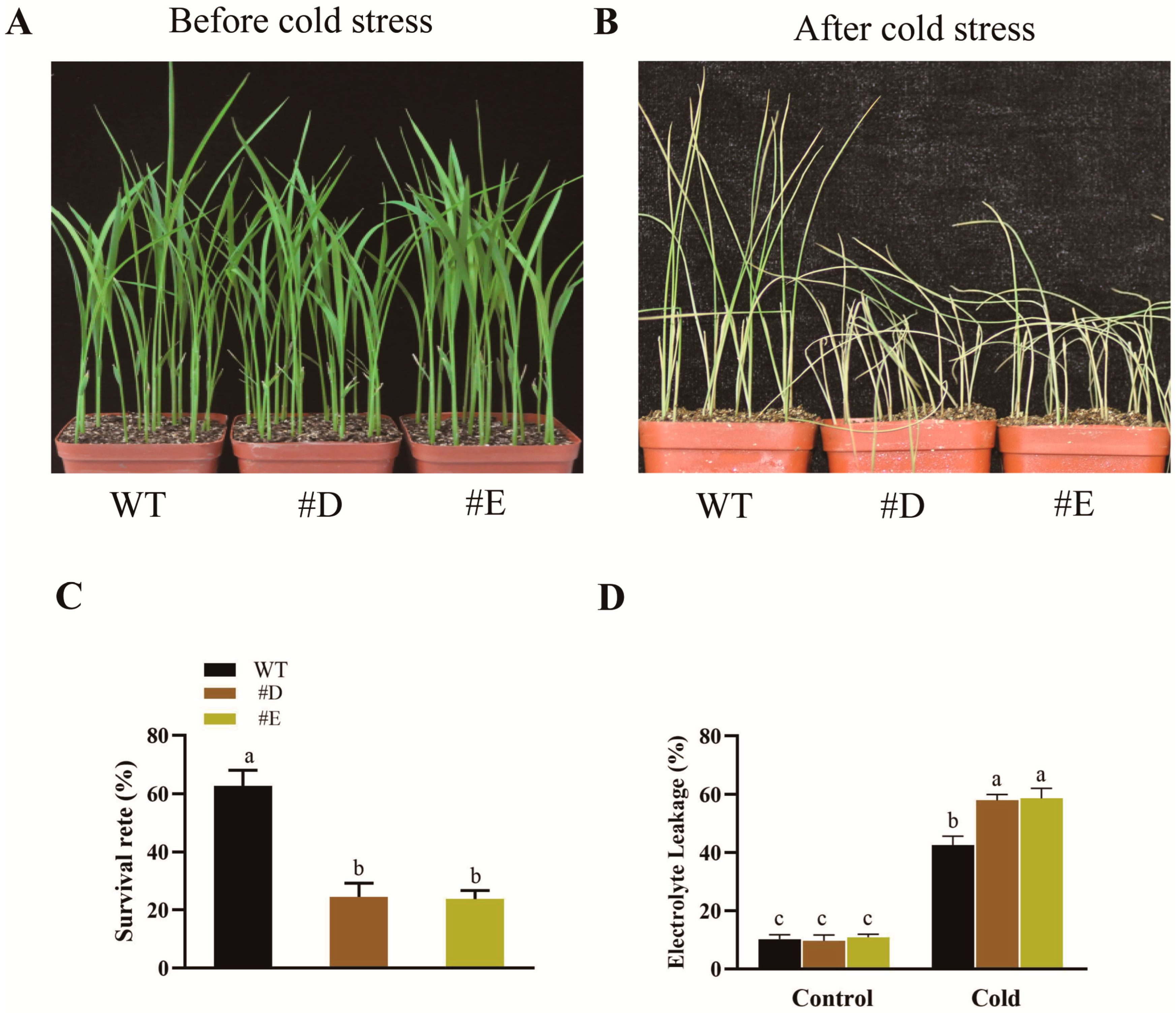 Agronomy 14 01050 g004