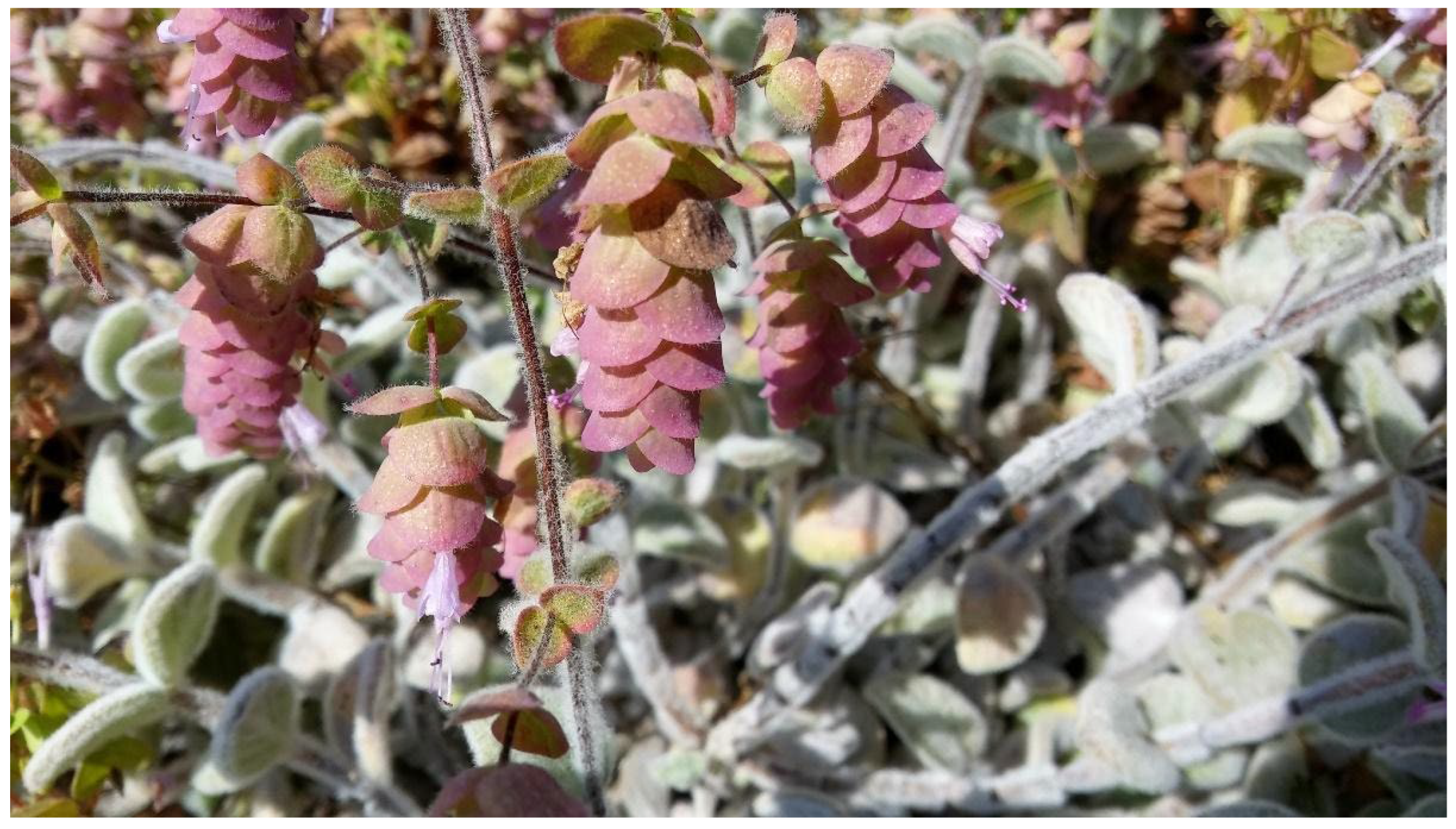 Agronomy 14 01066 g001