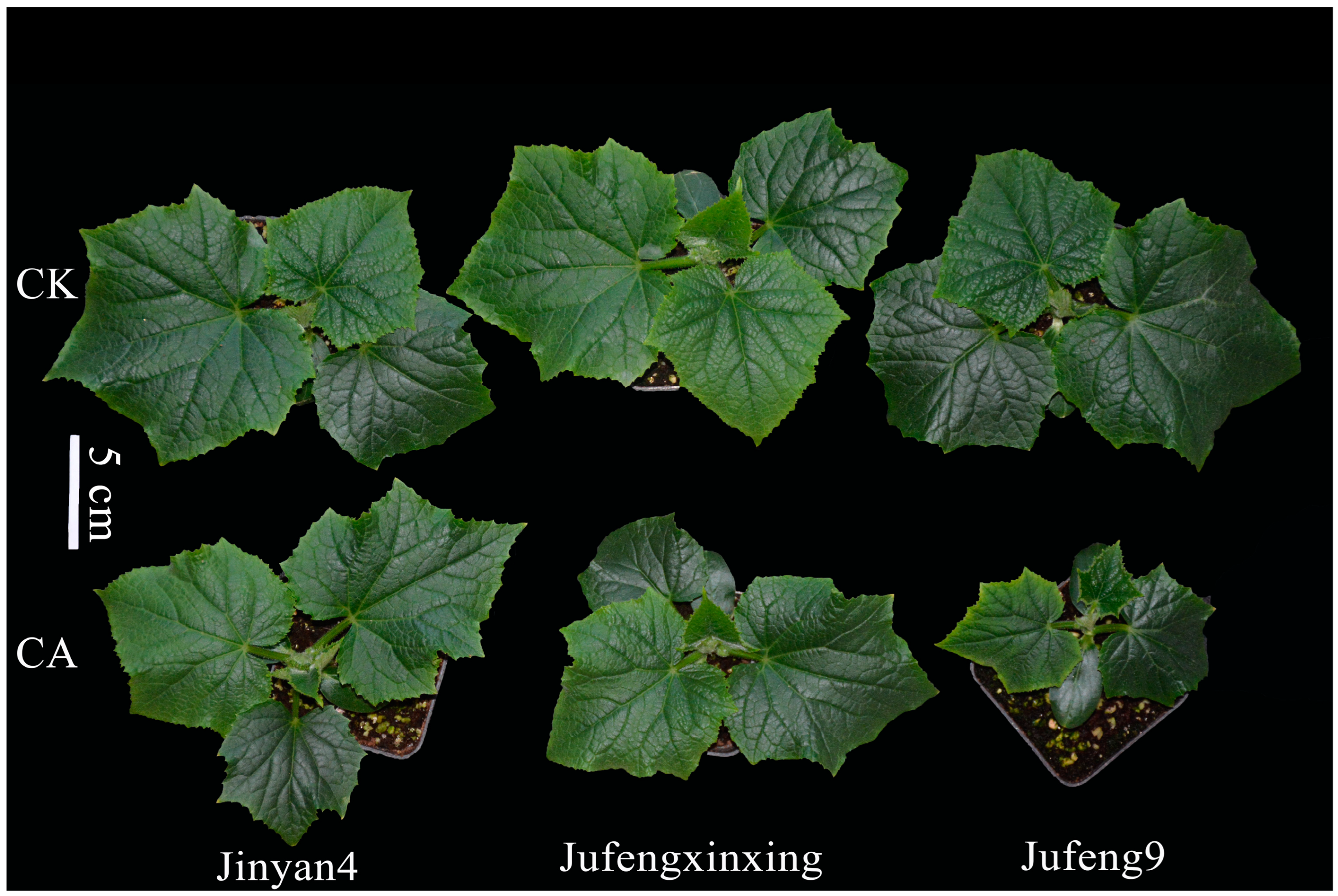 Agronomy 14 01081 g003