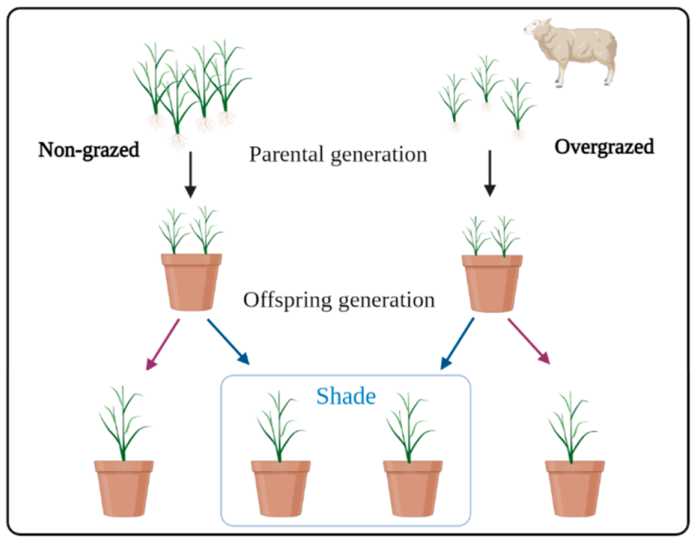 Agronomy 14 01085 g001