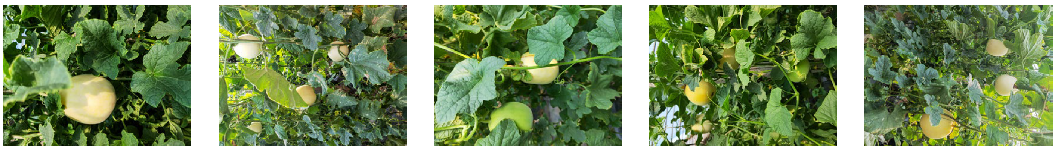 Agronomy 14 01091 g001