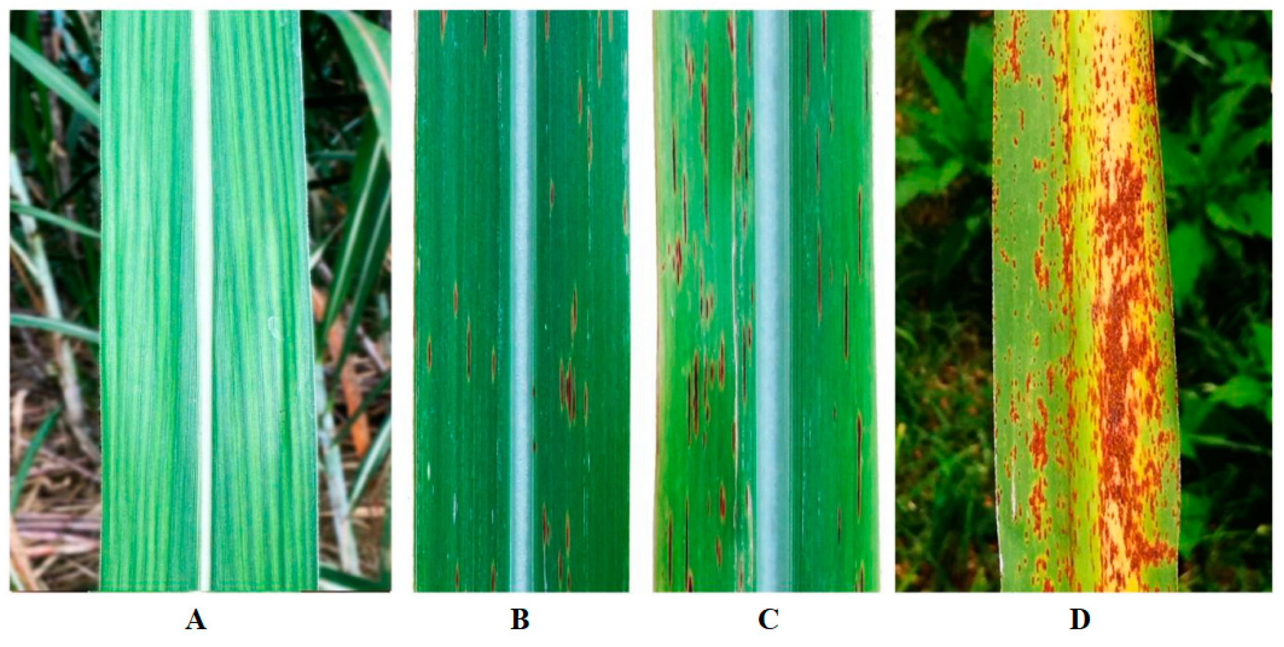 Agronomy 14 01096 g002