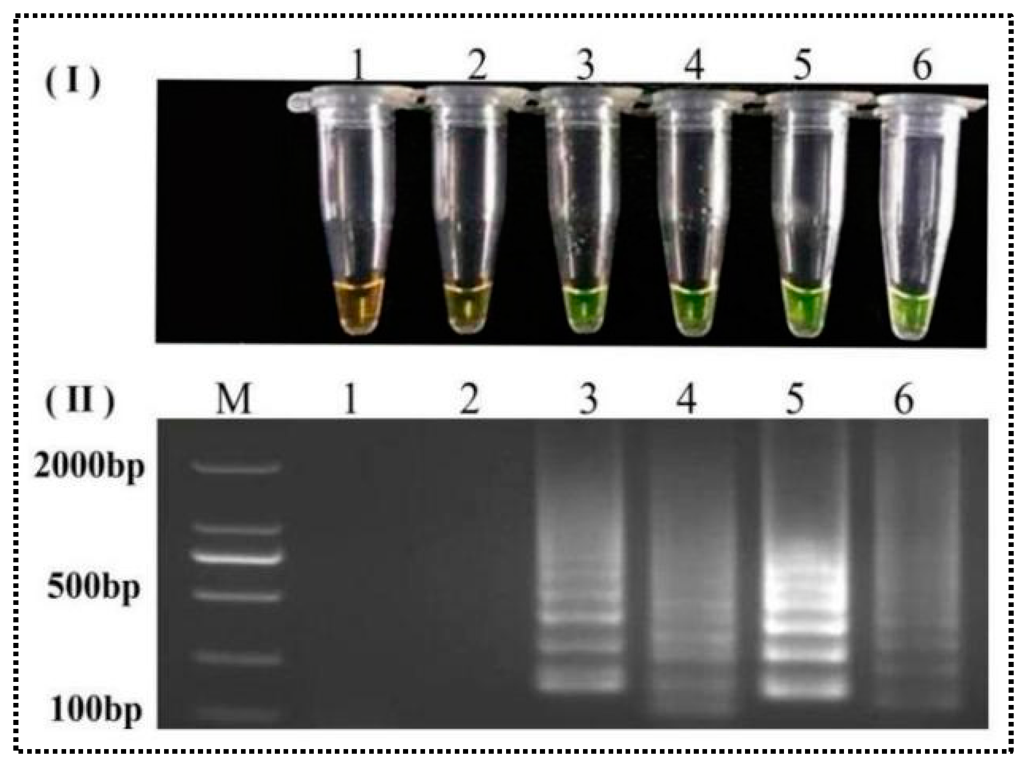 Agronomy 14 01096 g004