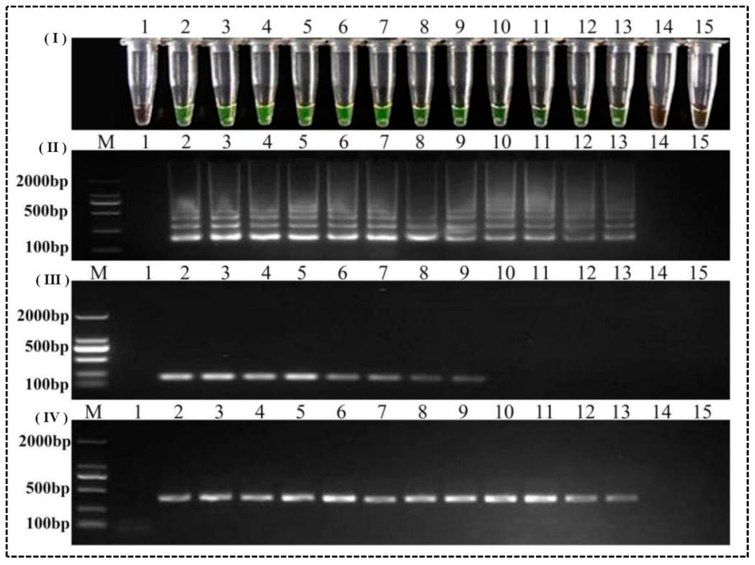 Agronomy 14 01096 g007
