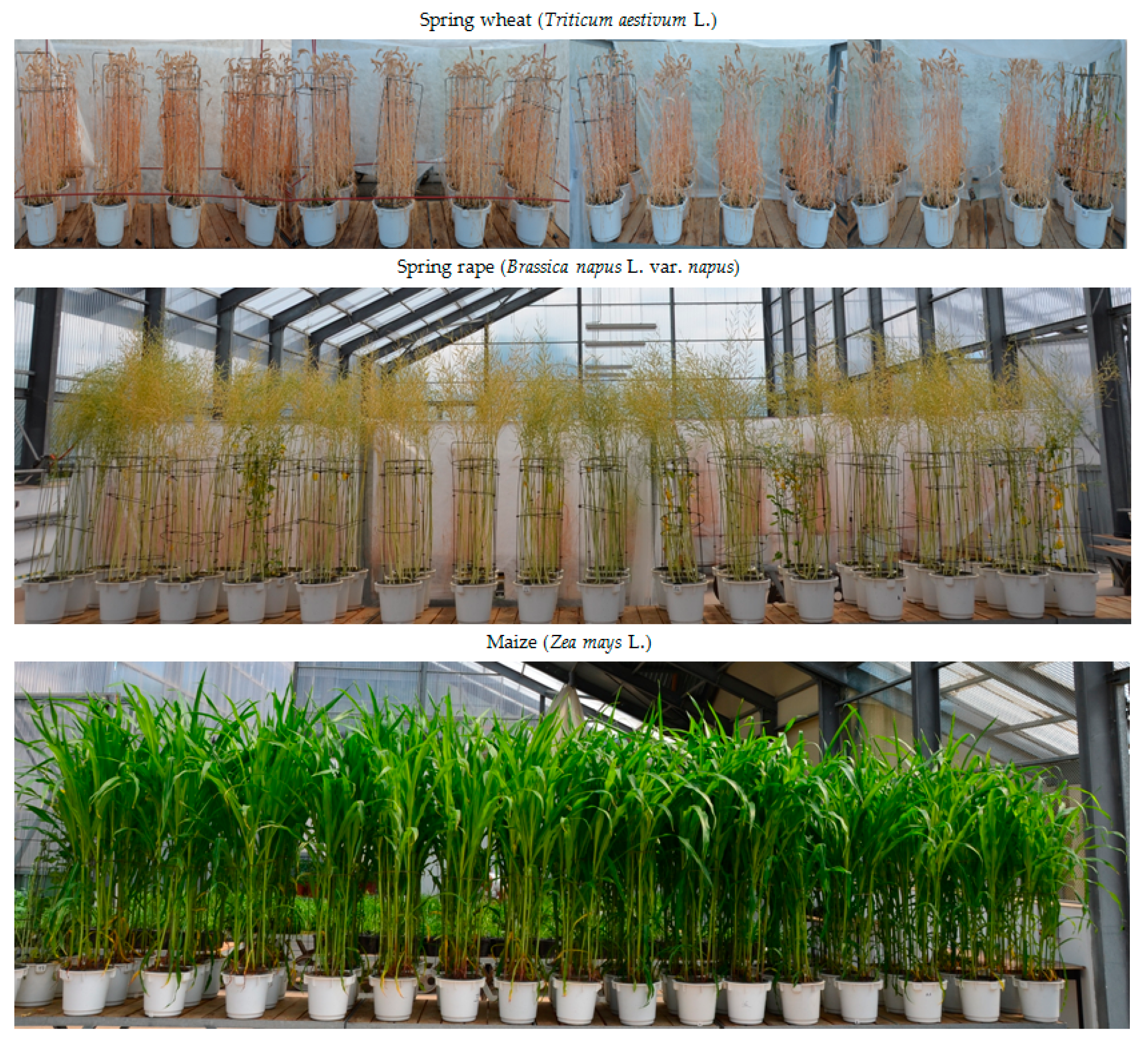 Agronomy 14 01097 g001