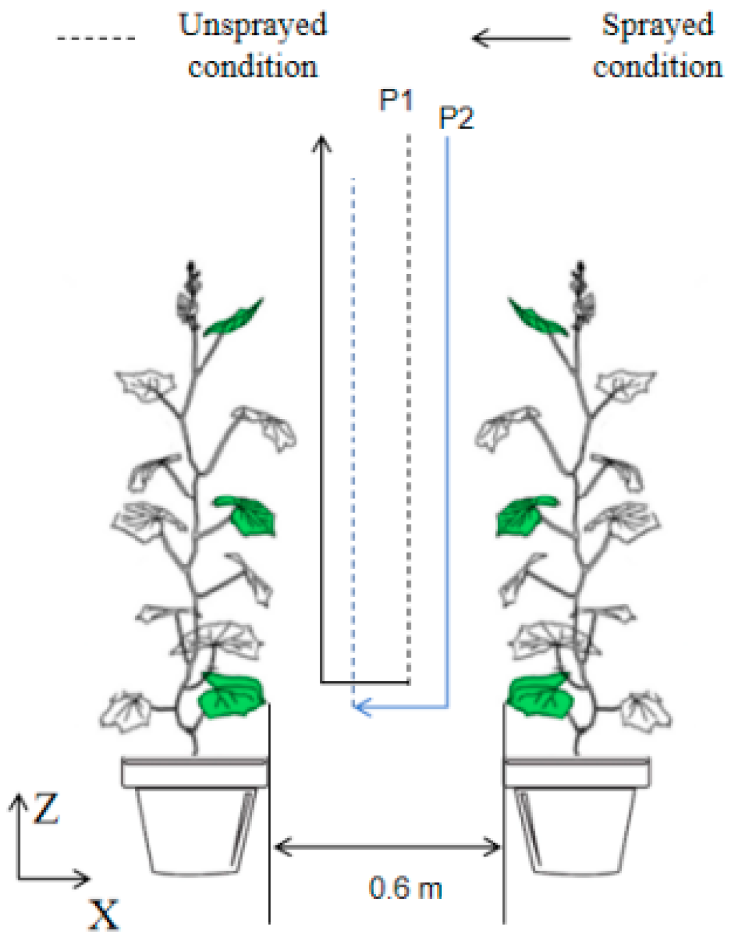 Agronomy 14 01108 g005