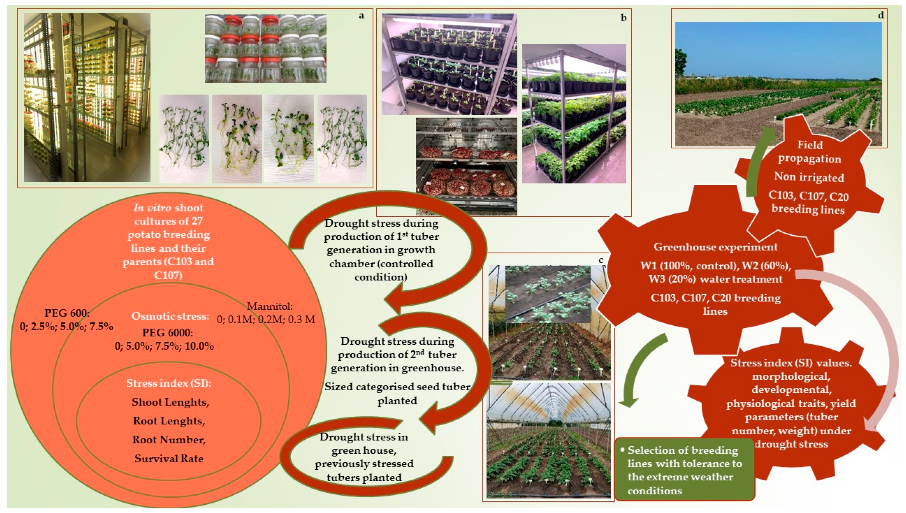 Agronomy 14 01131 g001