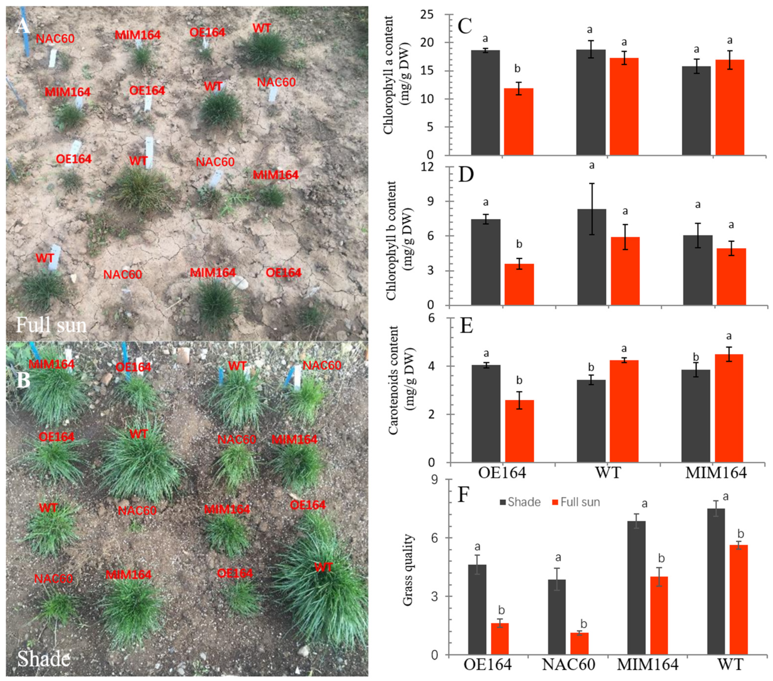 MicroRNA164 Regulates Perennial Ryegrass (Lolium perenne L