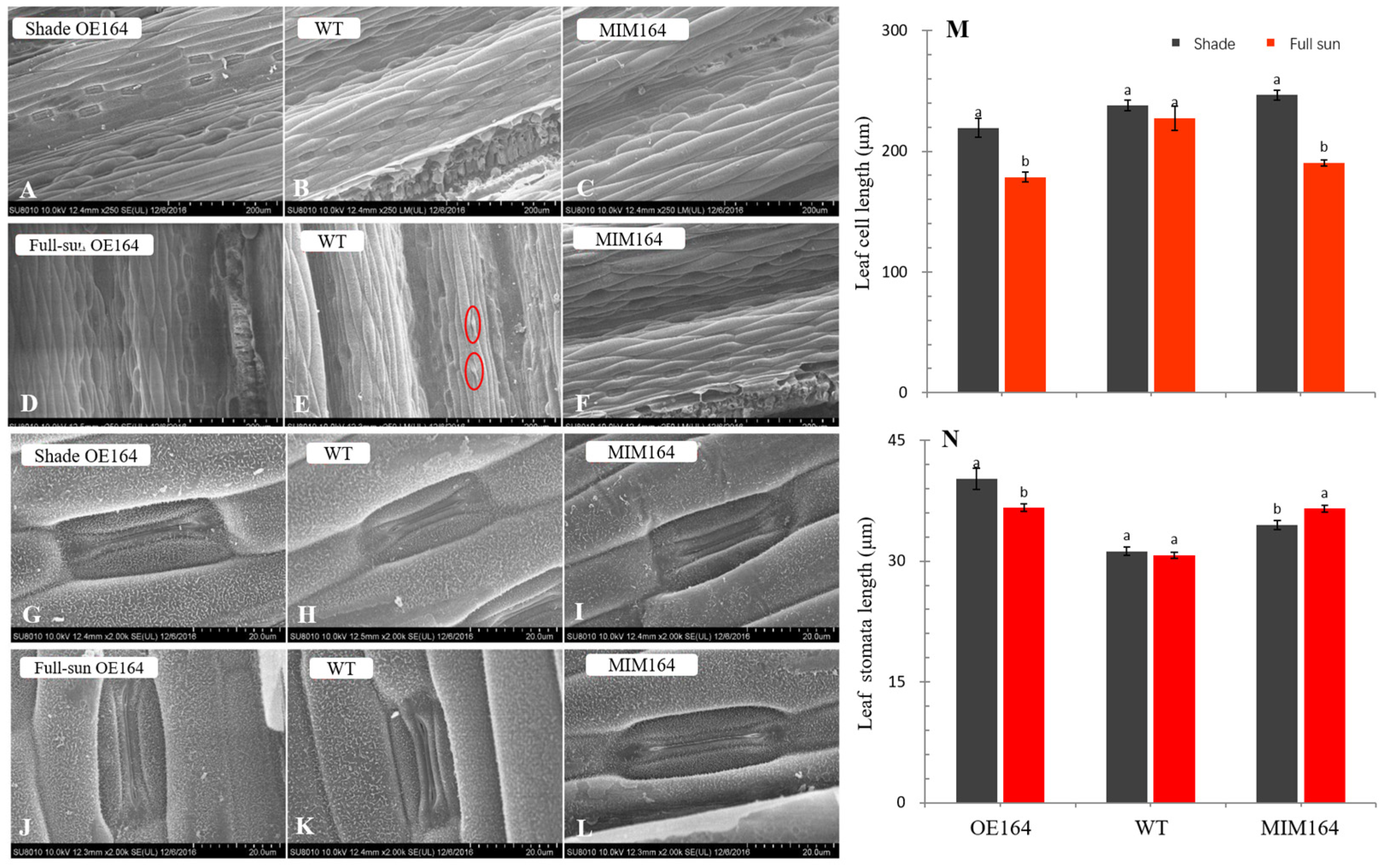 Agronomy 14 01142 g002