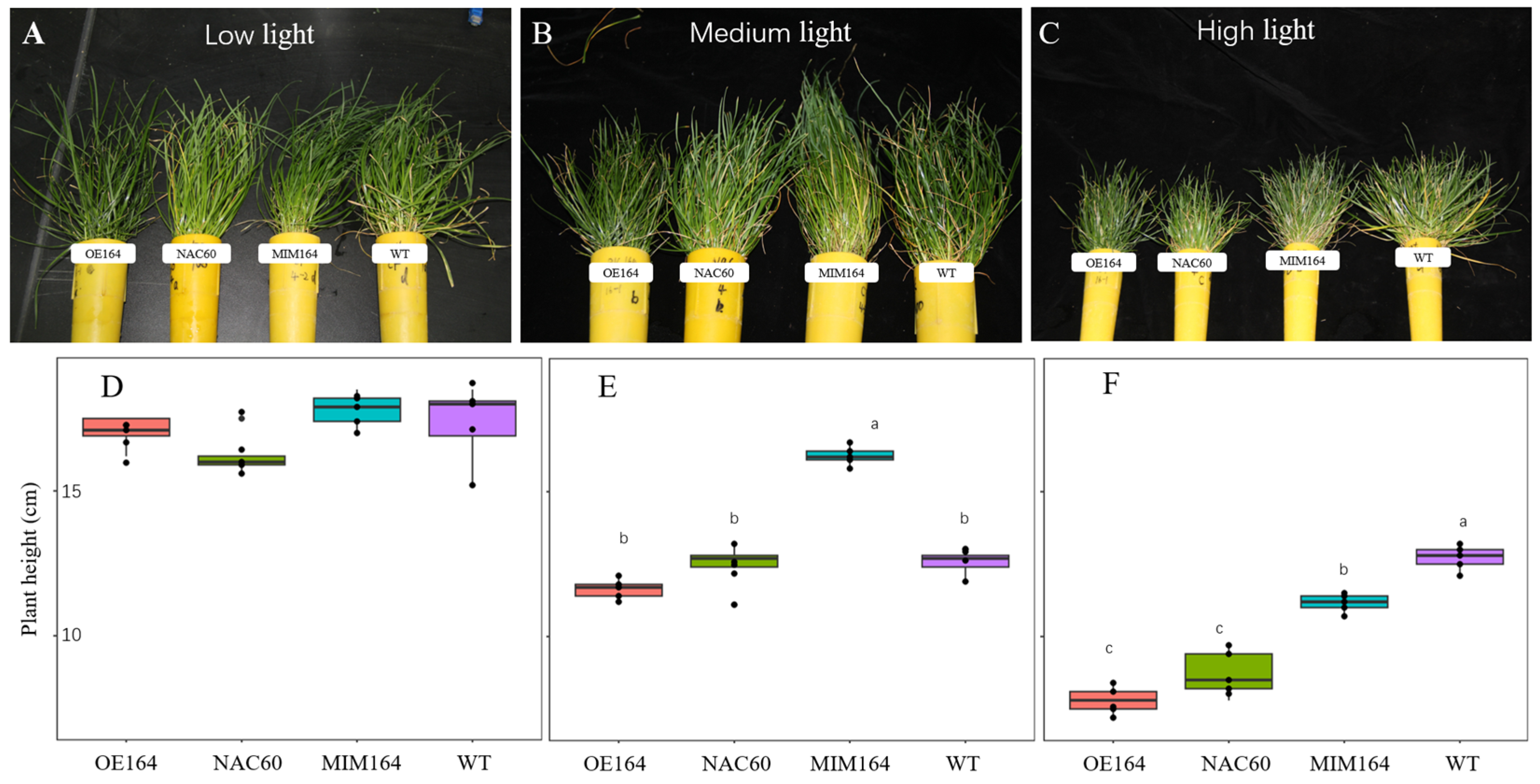 Agronomy 14 01142 g004