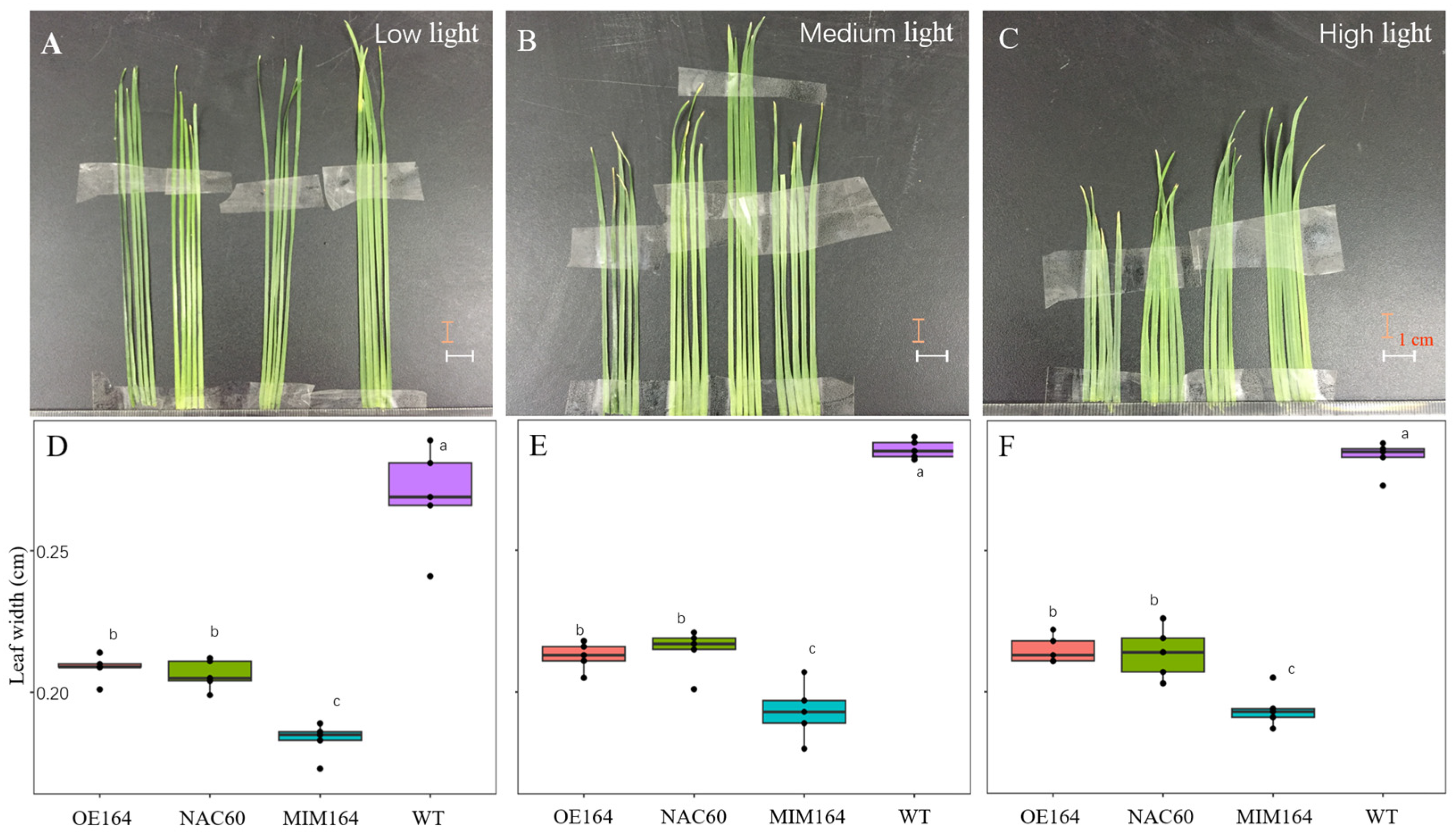 Agronomy 14 01142 g005
