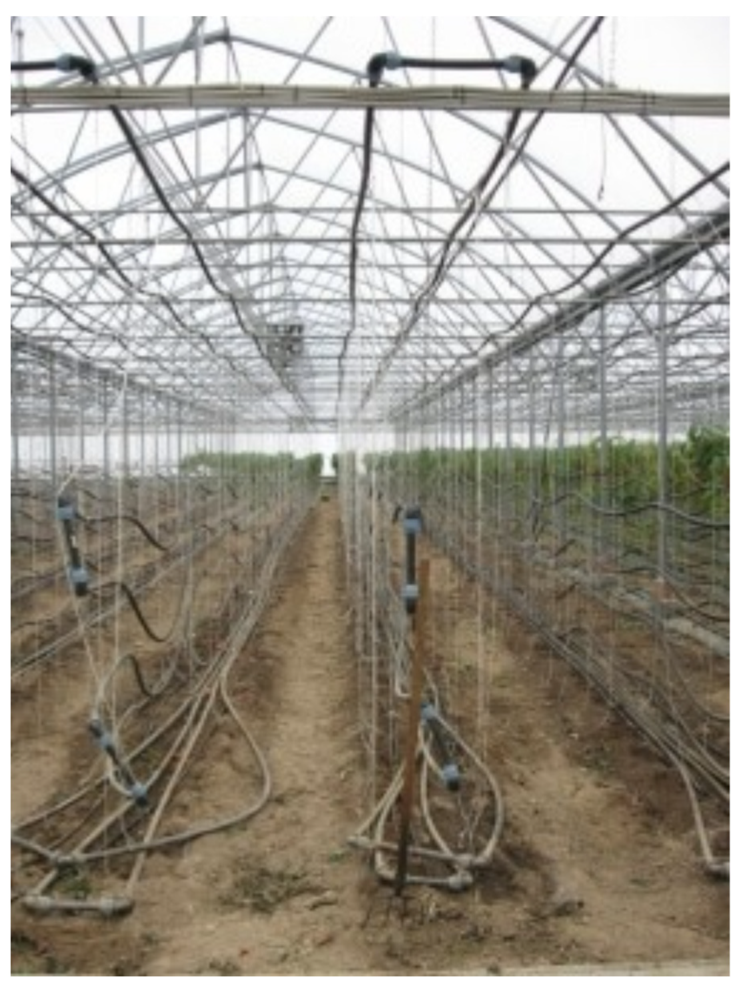 Agronomy 14 01147 g004