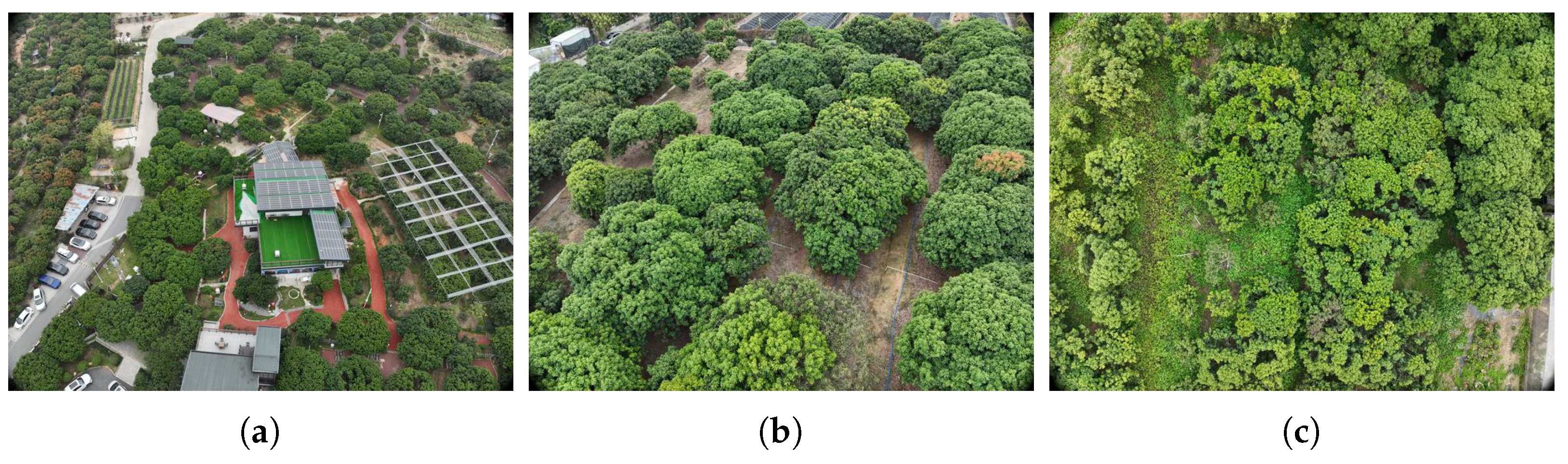 Agronomy 14 01155 g002