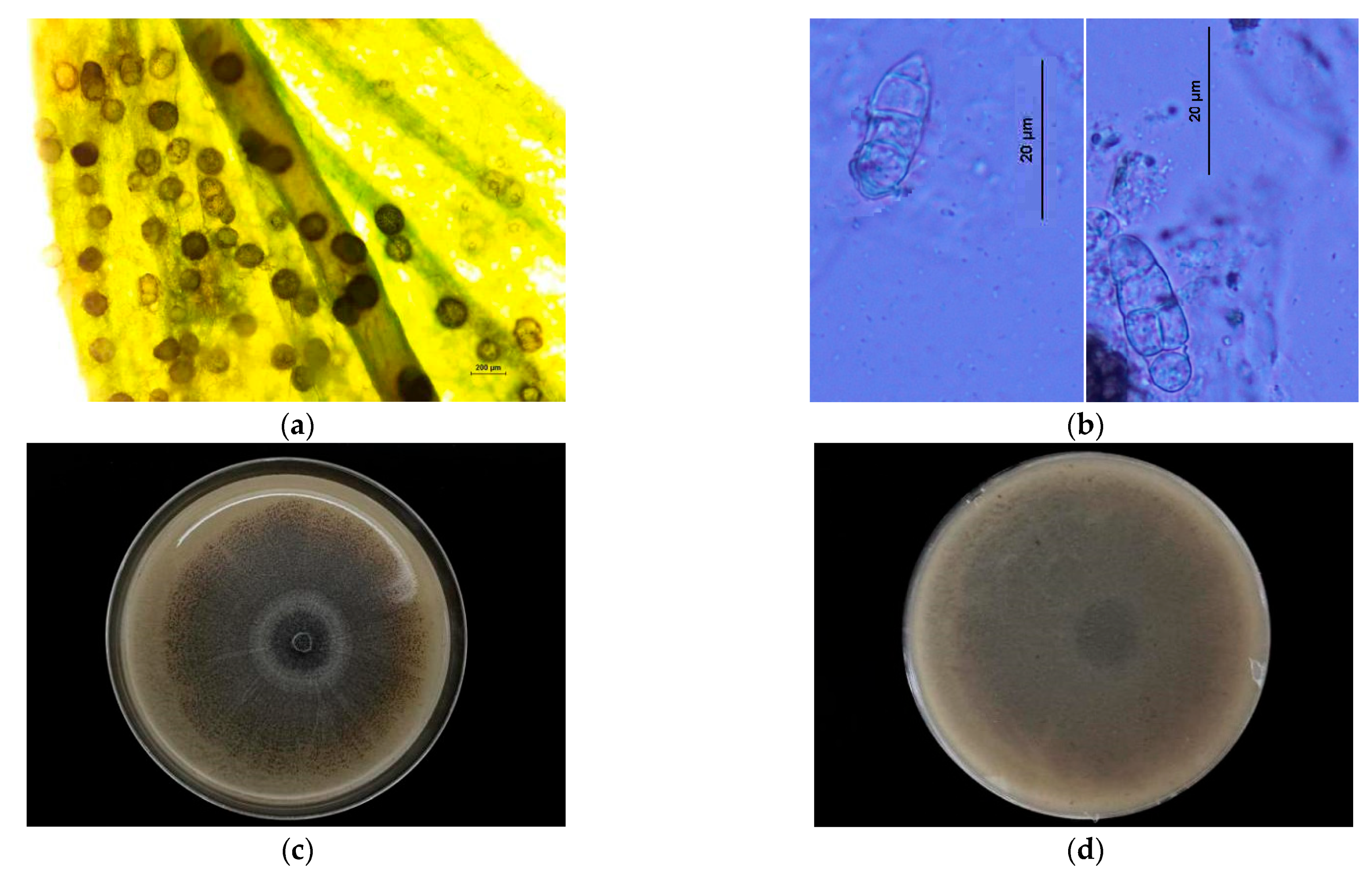 Agronomy 14 01156 g002