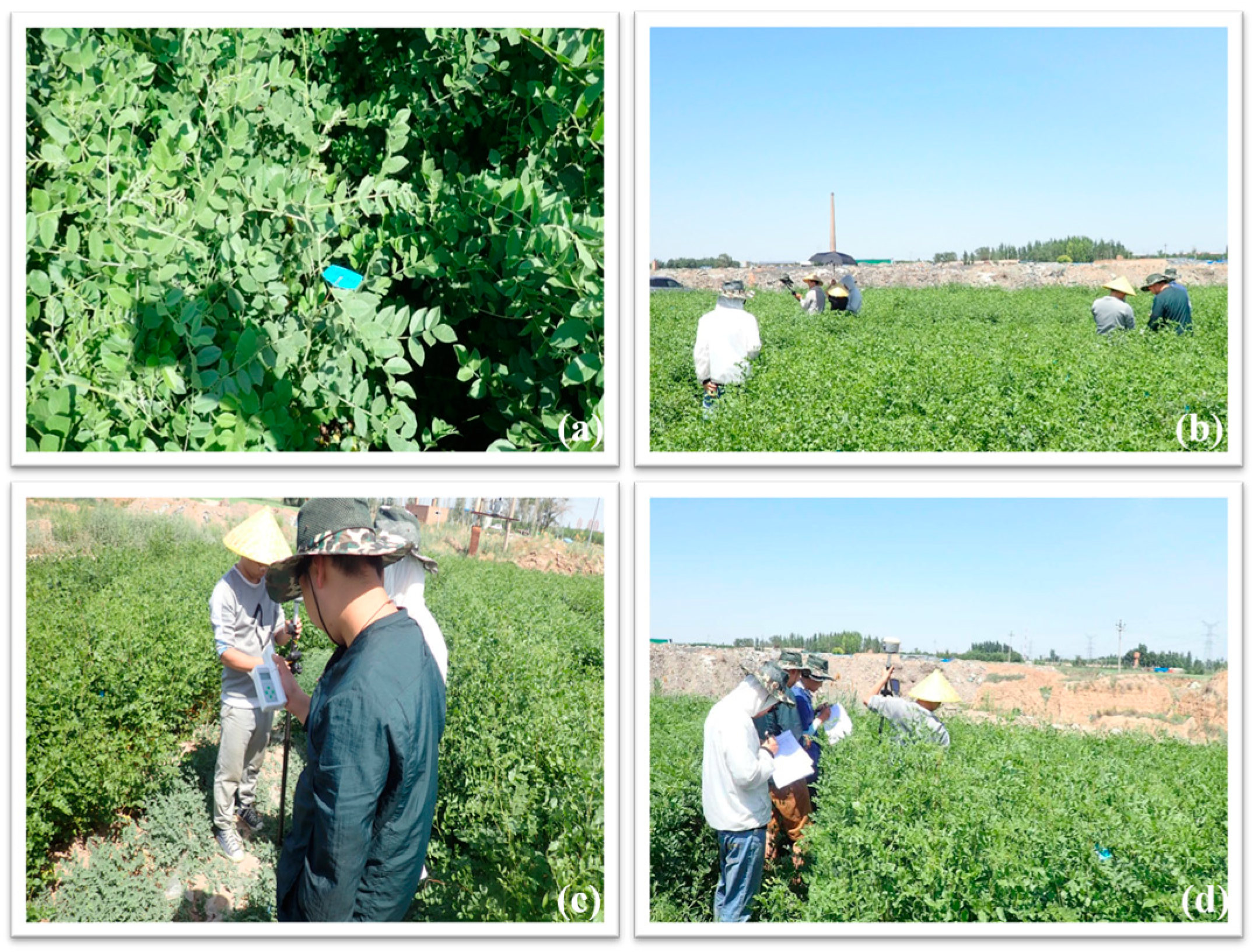 Agronomy 14 01163 g002