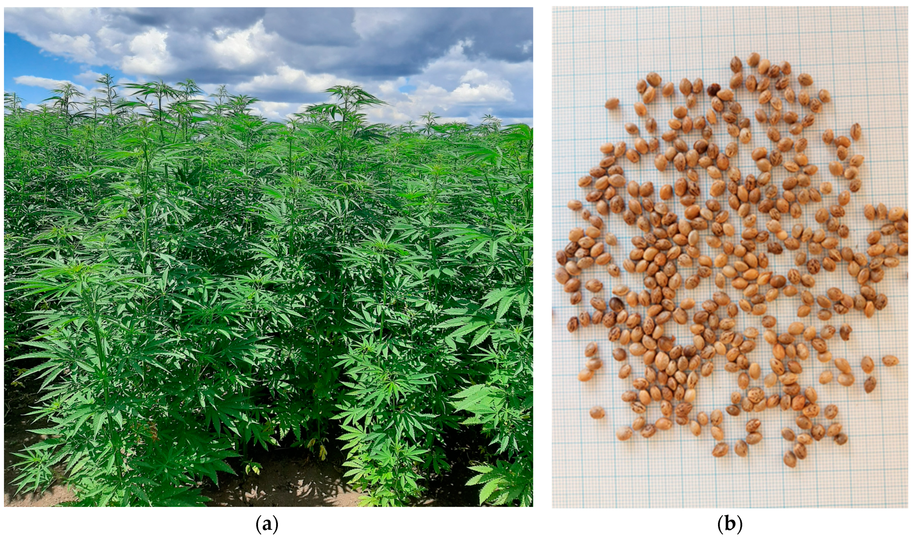 Agronomy 14 01195 g003