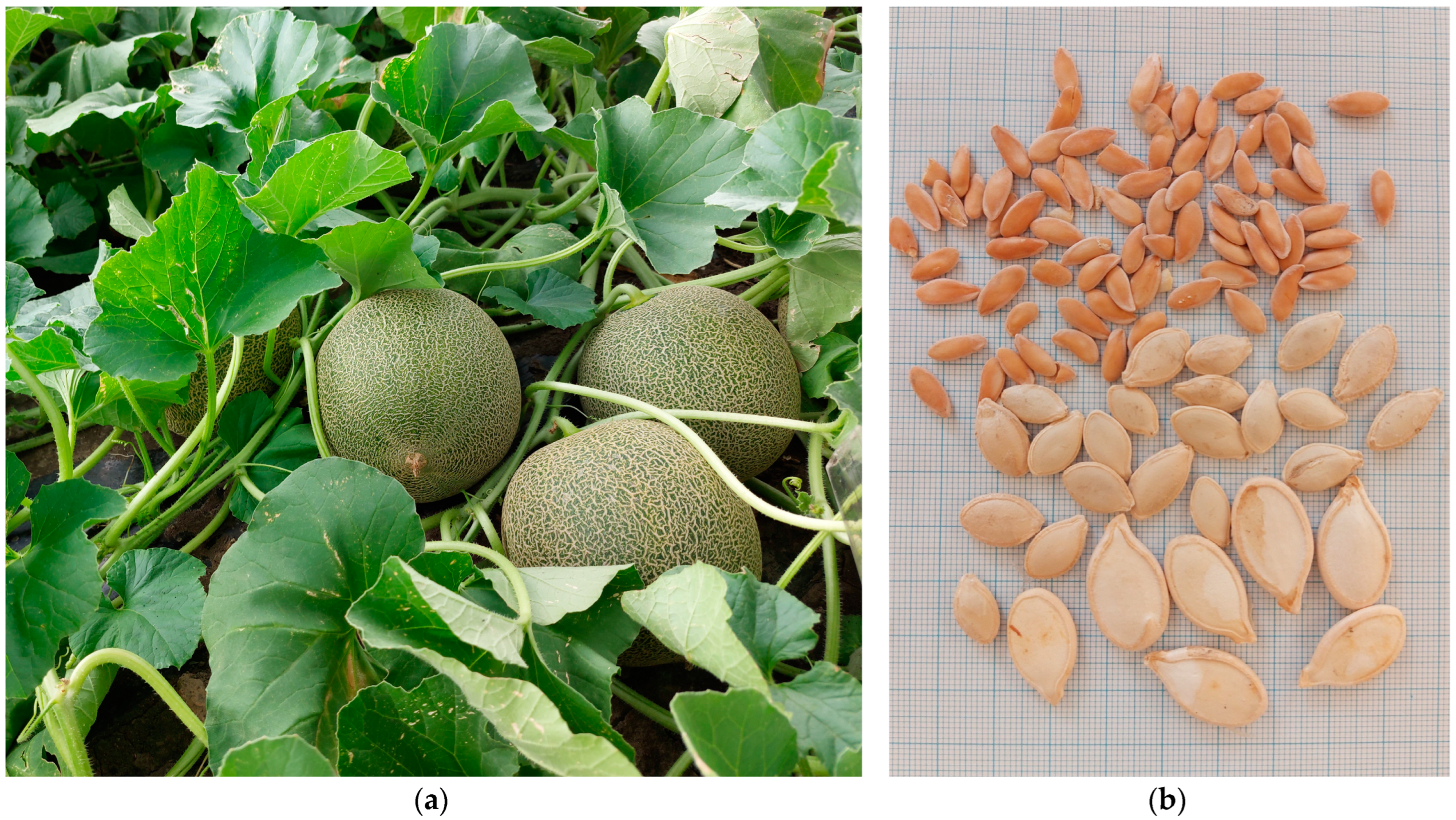 Agronomy 14 01195 g004