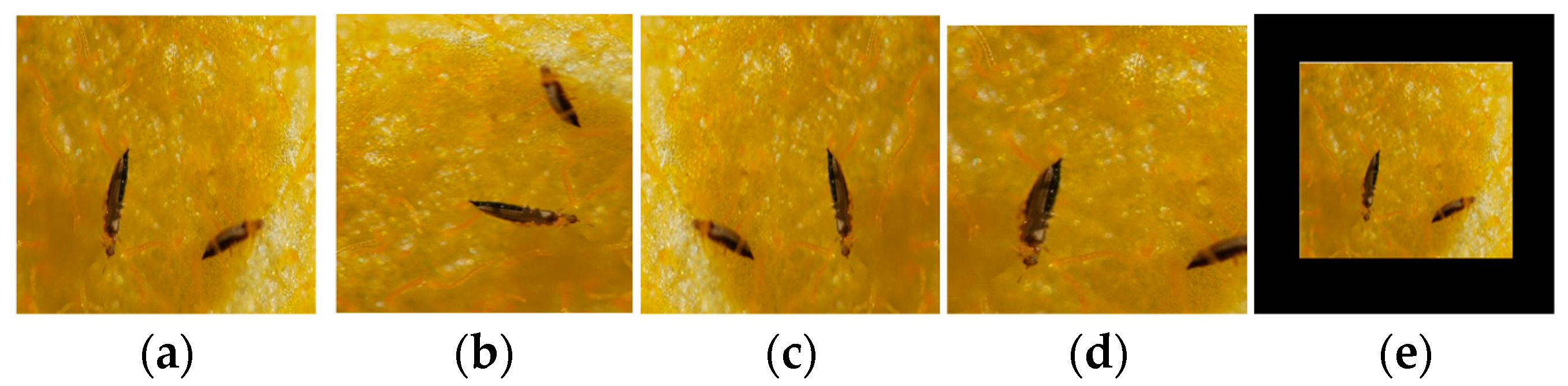 Agronomy 14 01197 g007