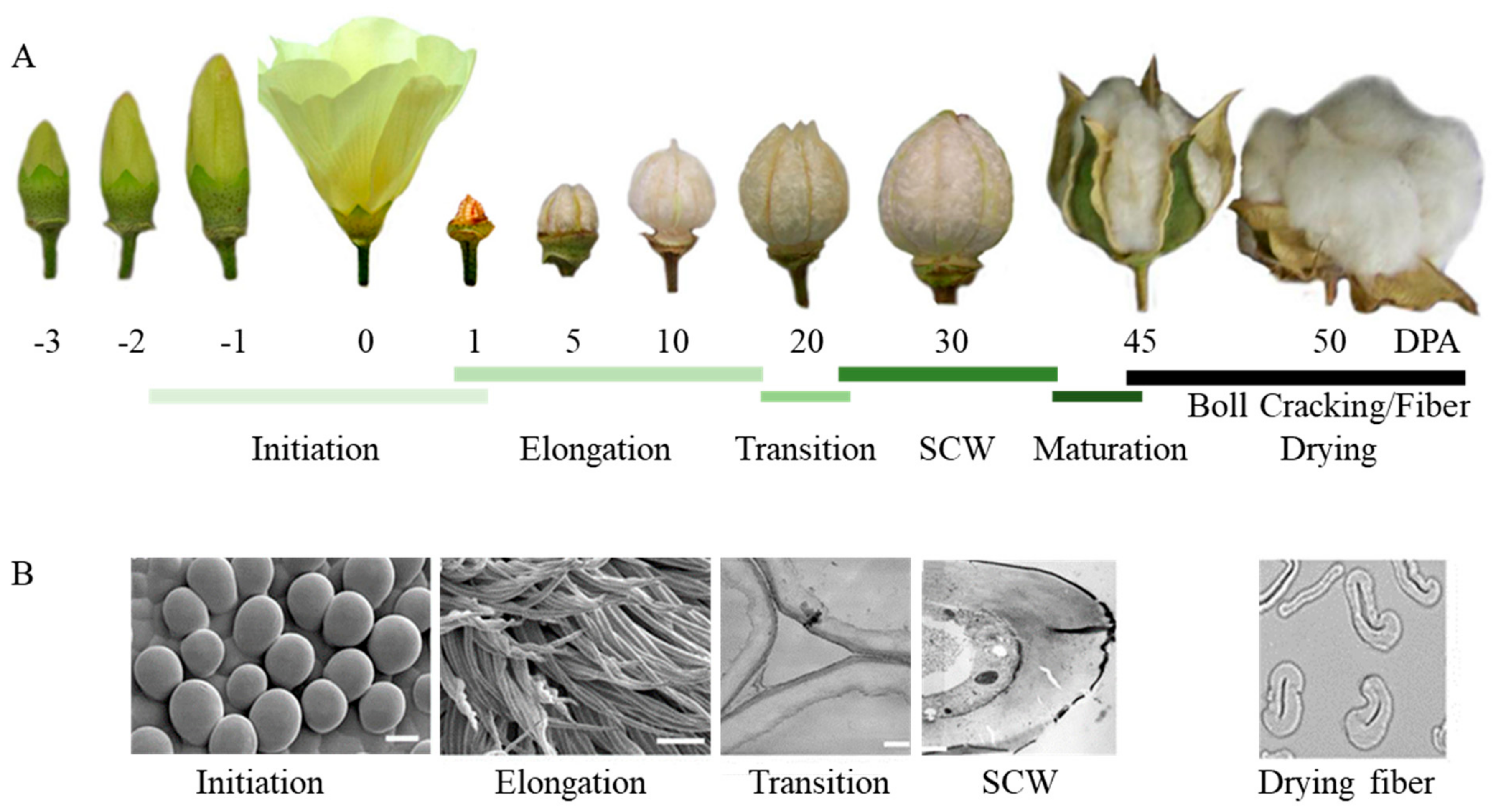 Agronomy 14 01208 g001