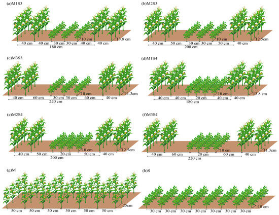 すっちー Rational Maize–Soybean Strip Intercropping Planting System