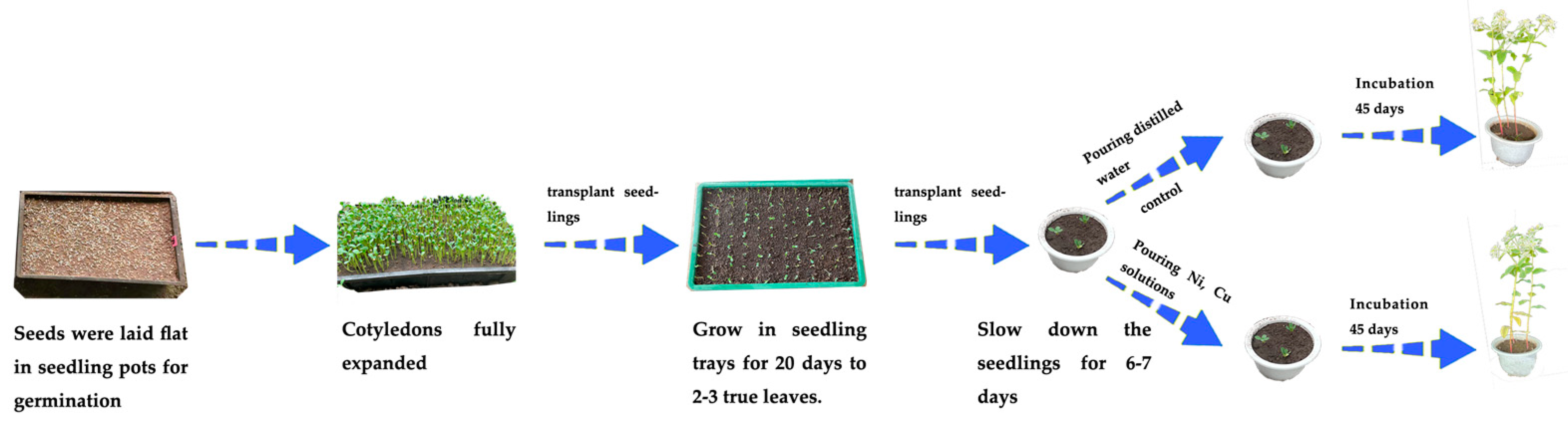 Agronomy 14 01223 g001