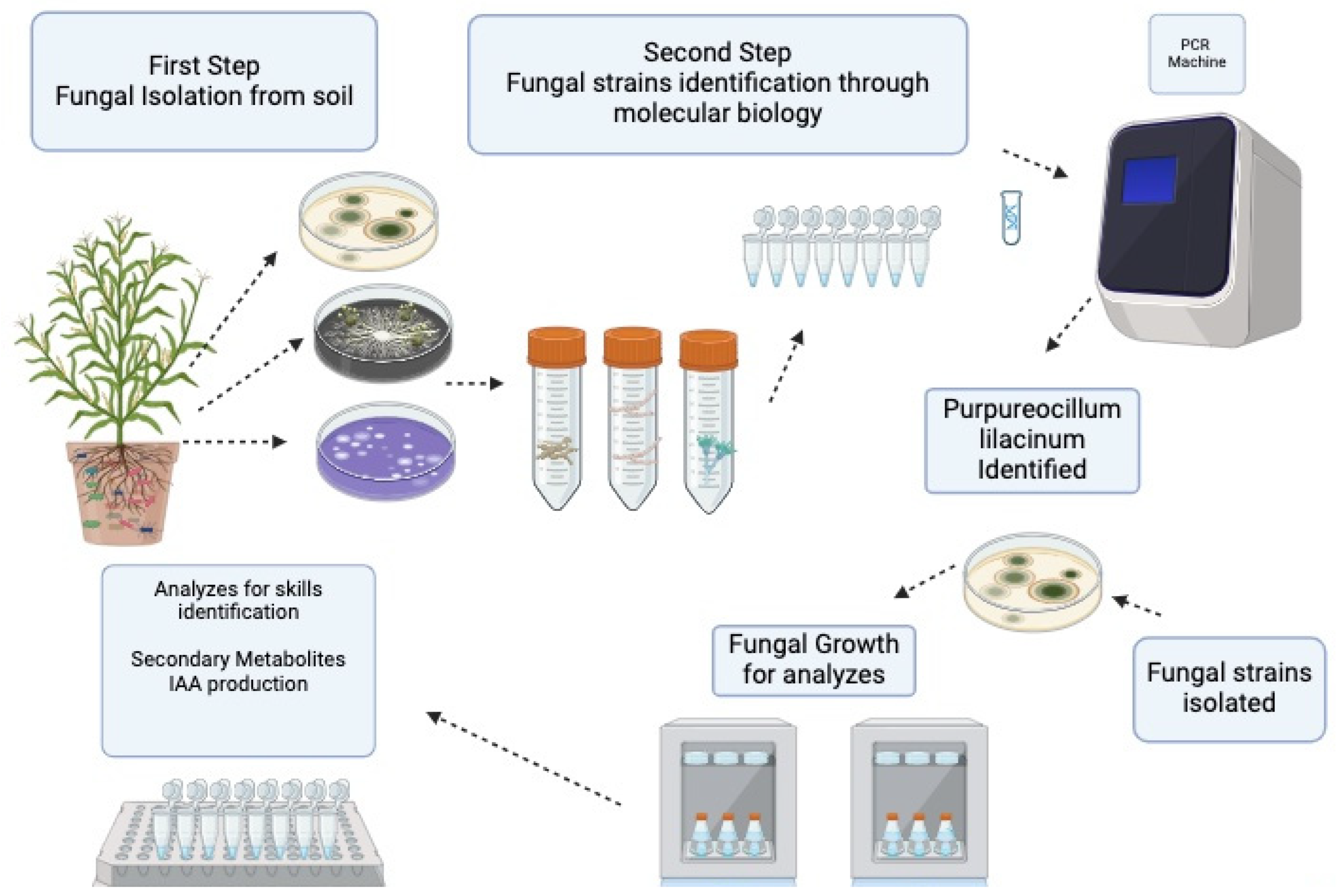 Agronomy 14 01225 g001