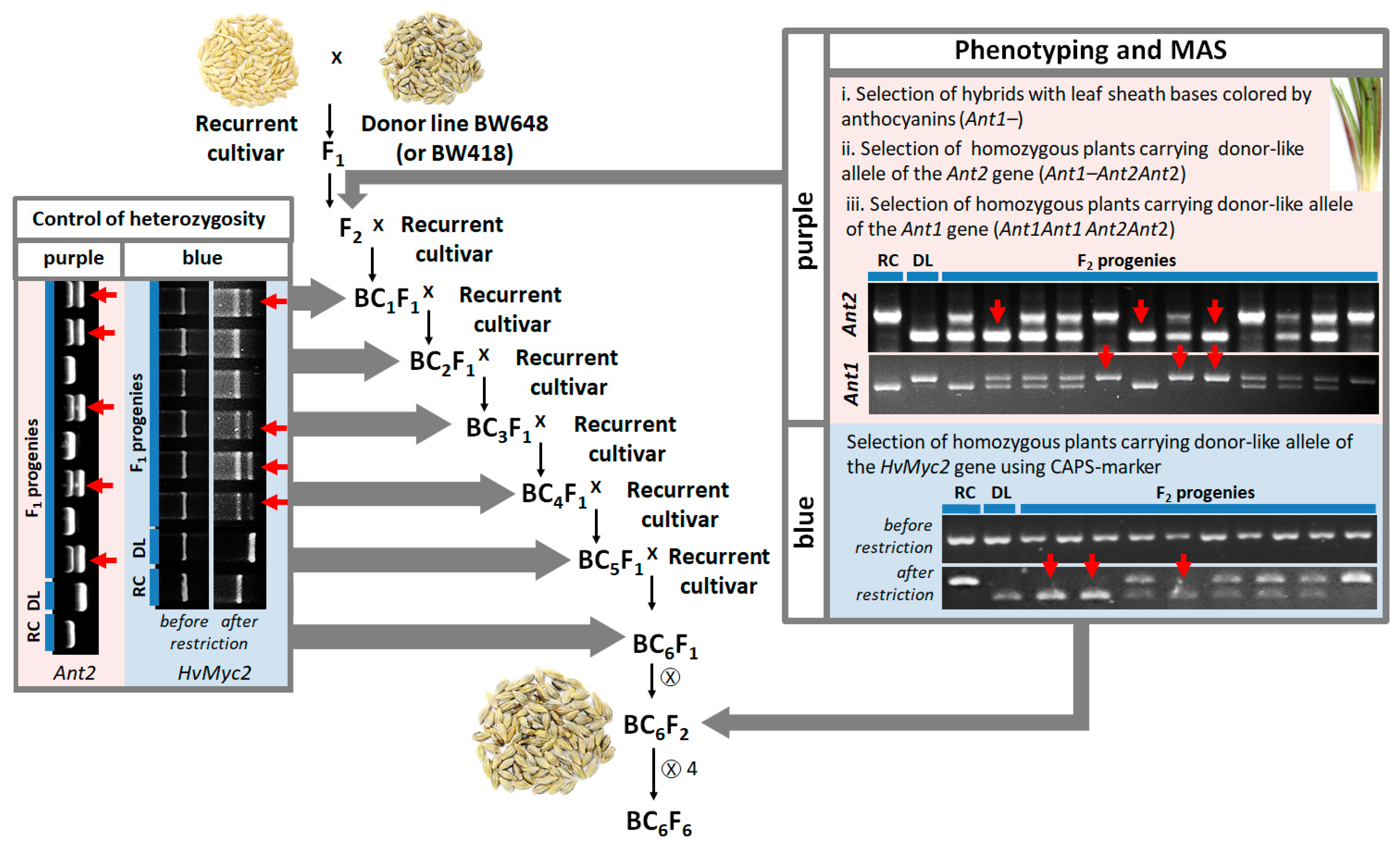 Agronomy 14 01231 g001