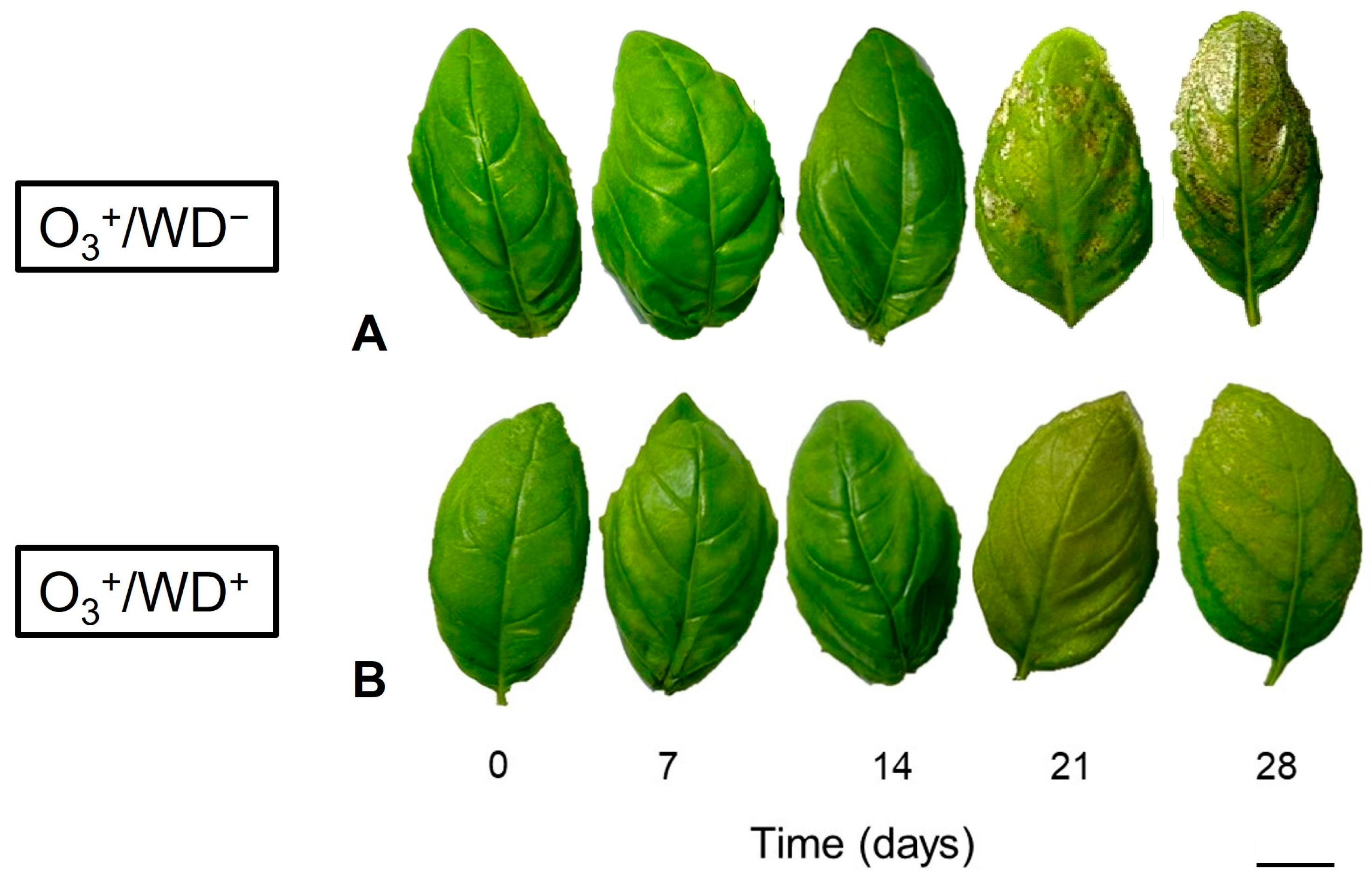 Agronomy 14 01233 g002 Agronomy 14 01233 g002