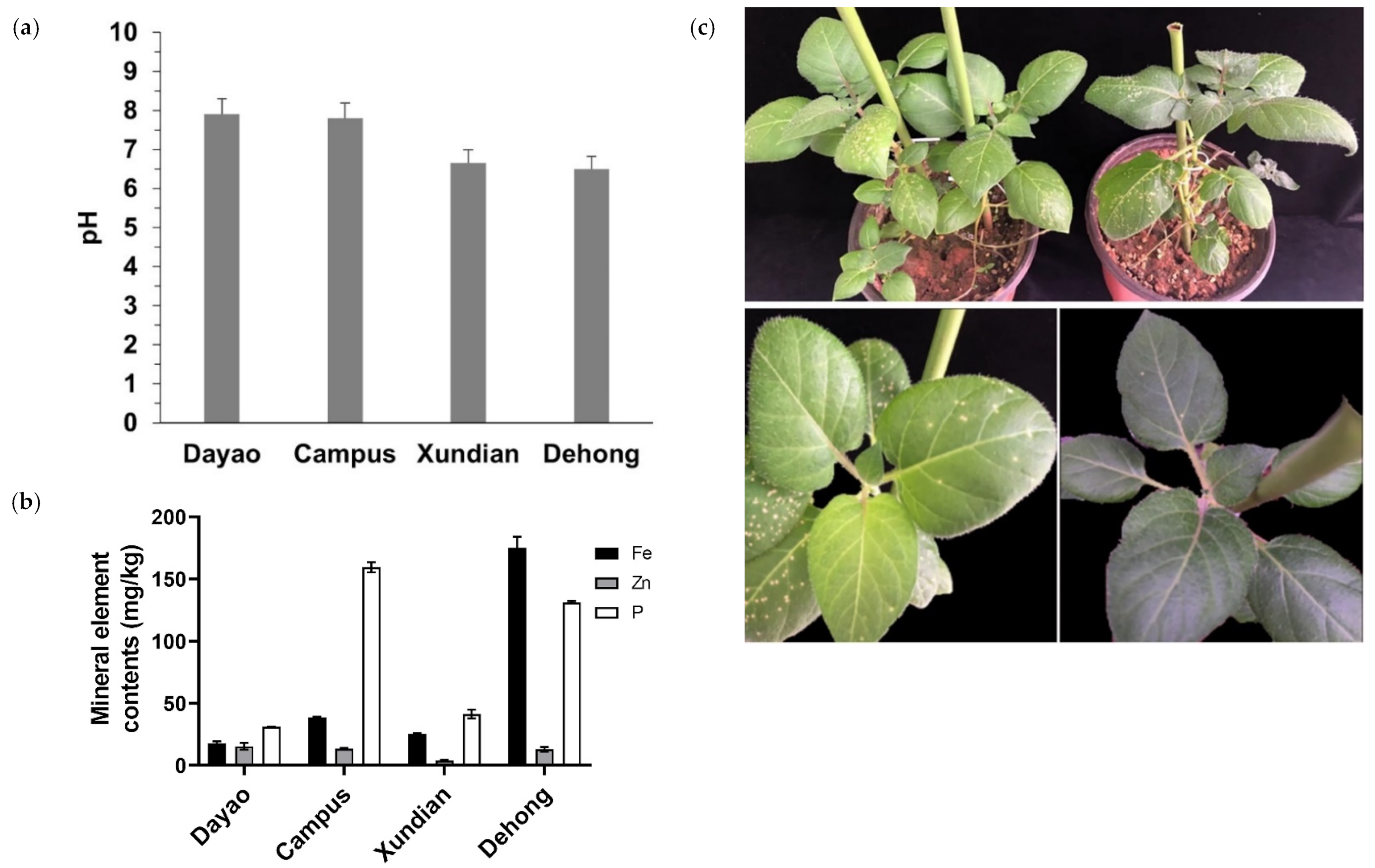 Agronomy 14 01241 g001