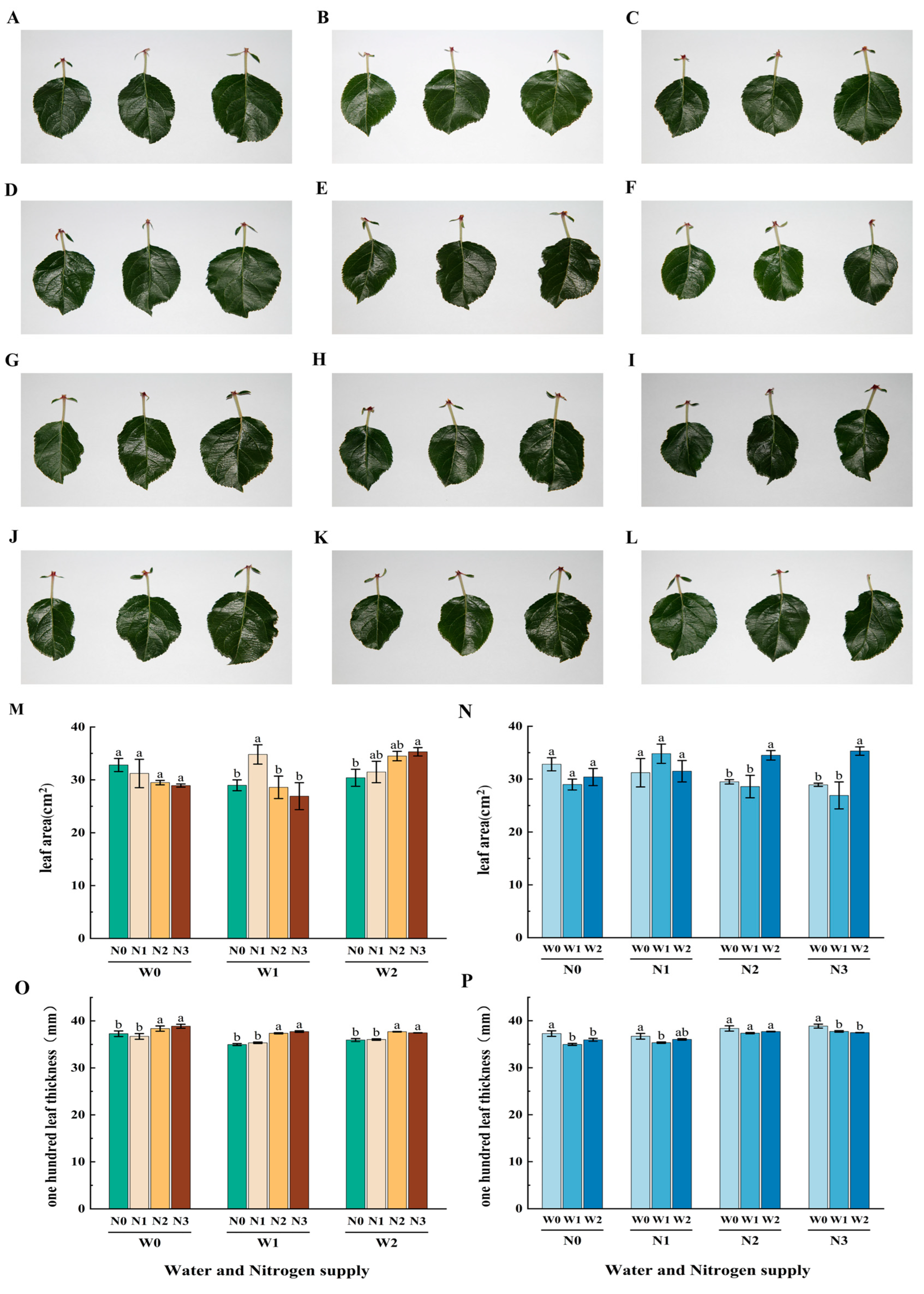 15N Isotope Labeled Tracking of the Nitrogen Utilization of