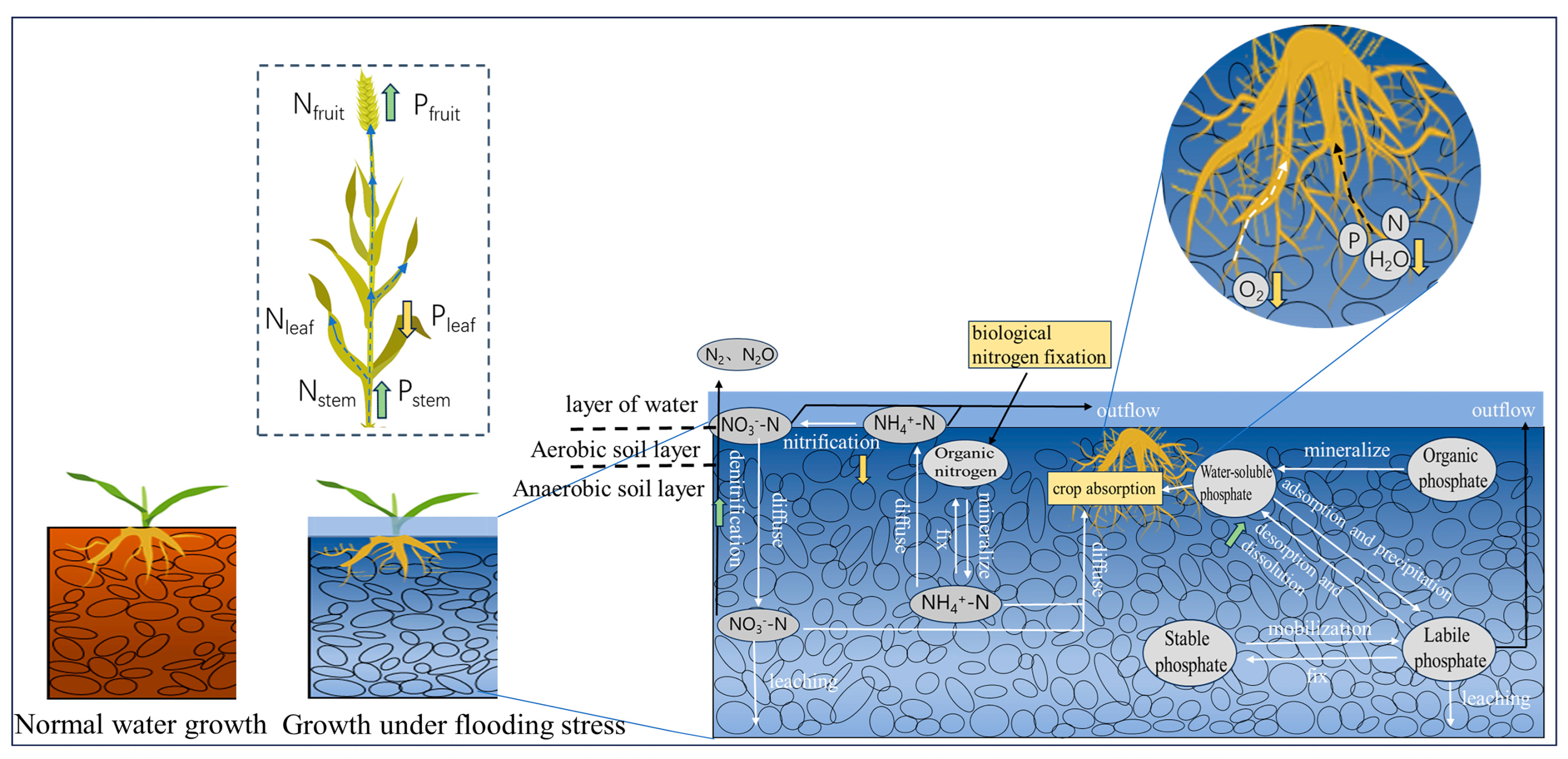 Agronomy 14 01247 g001
