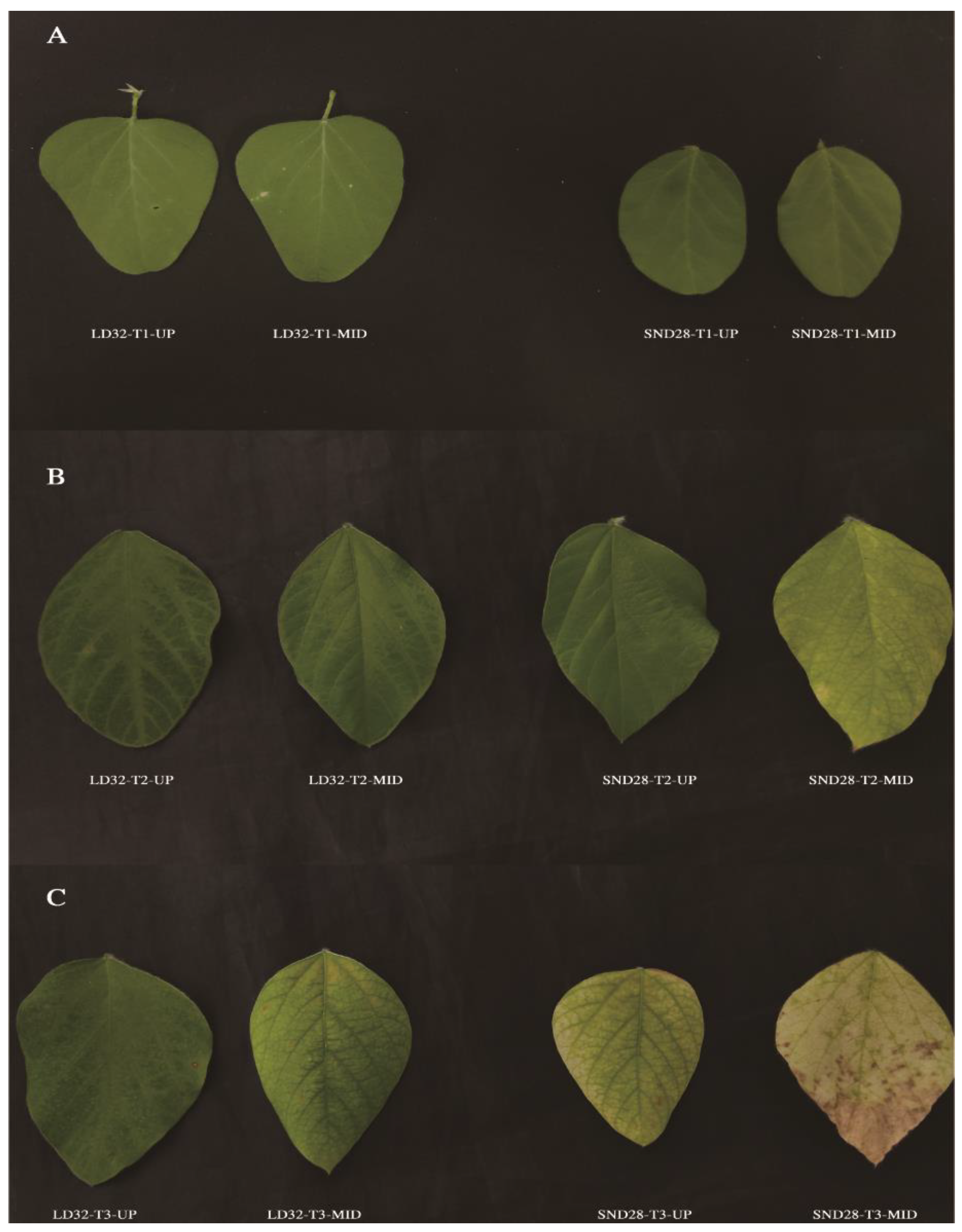 Agronomy 14 01250 g001