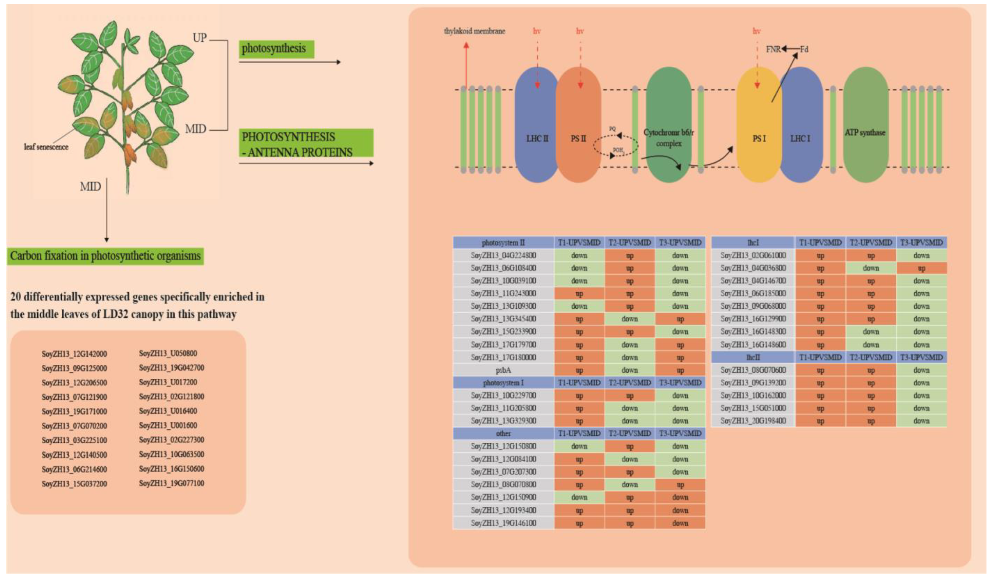 Agronomy 14 01250 g009