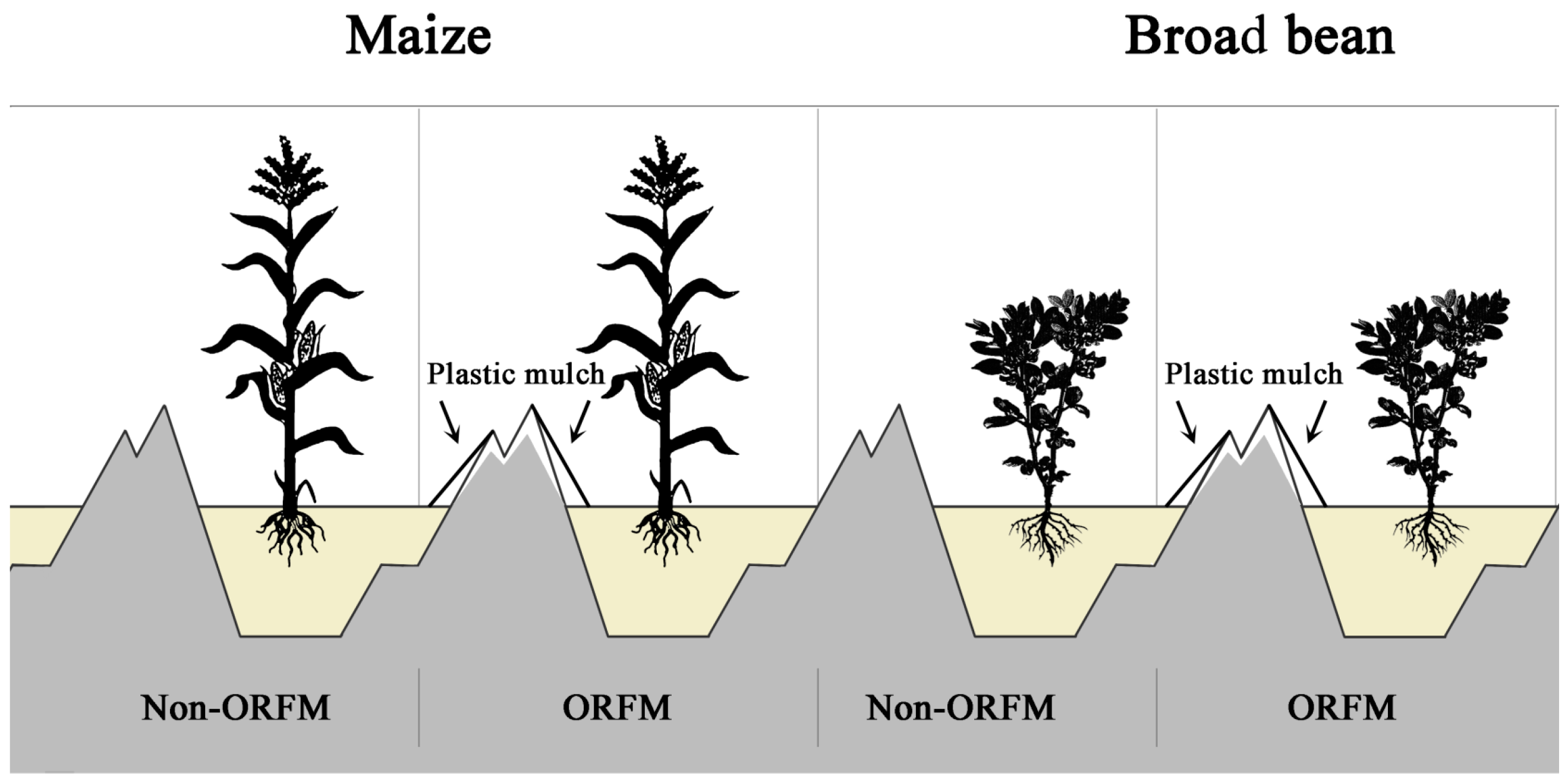 Agronomy 14 01265 g002