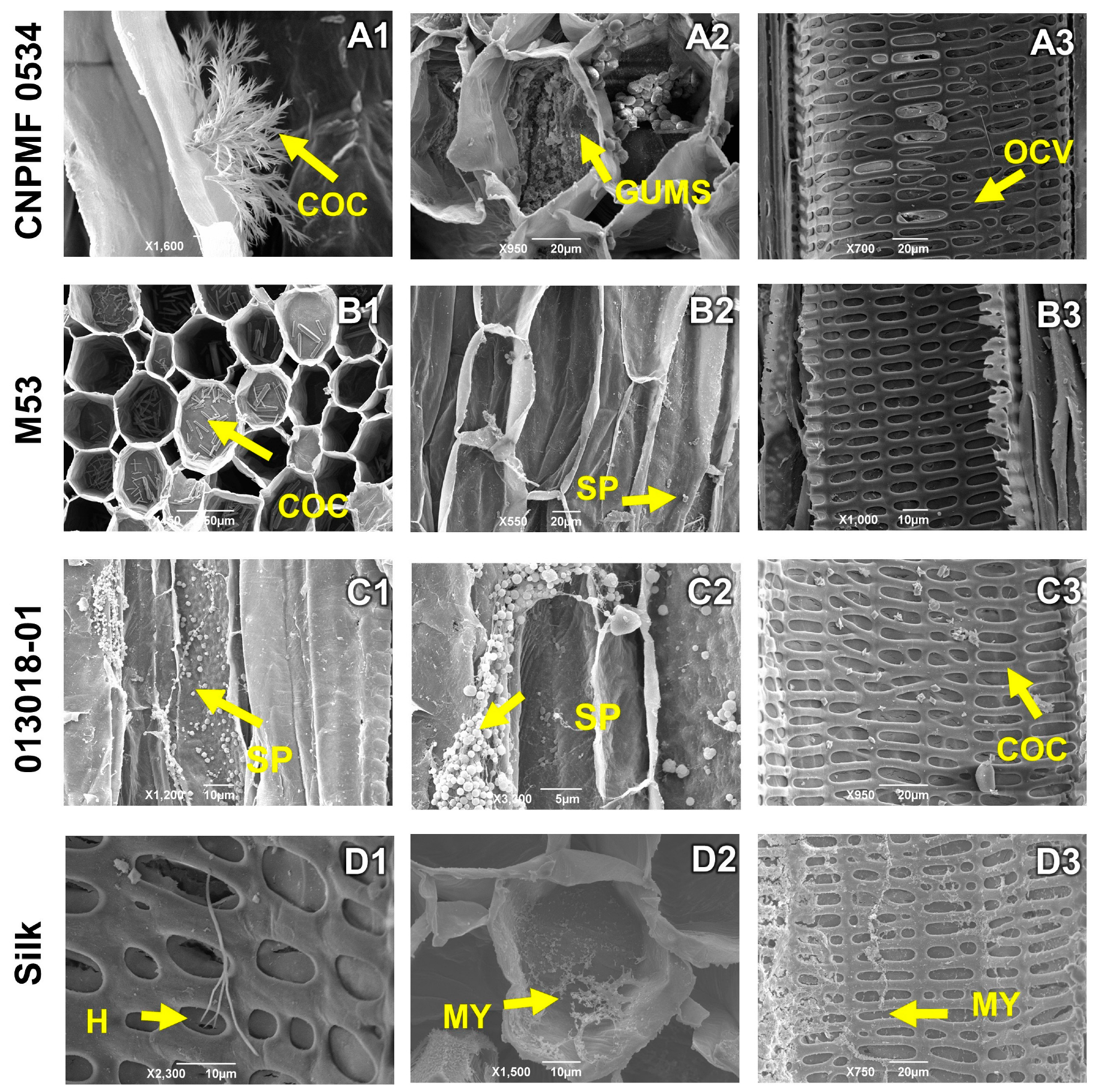 Agronomy 14 01277 g006