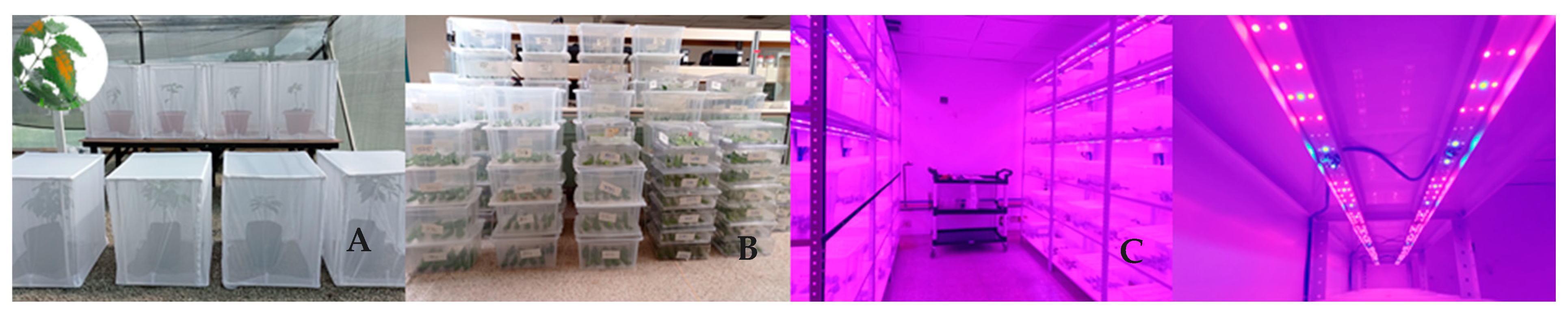 Agronomy 14 01283 g001