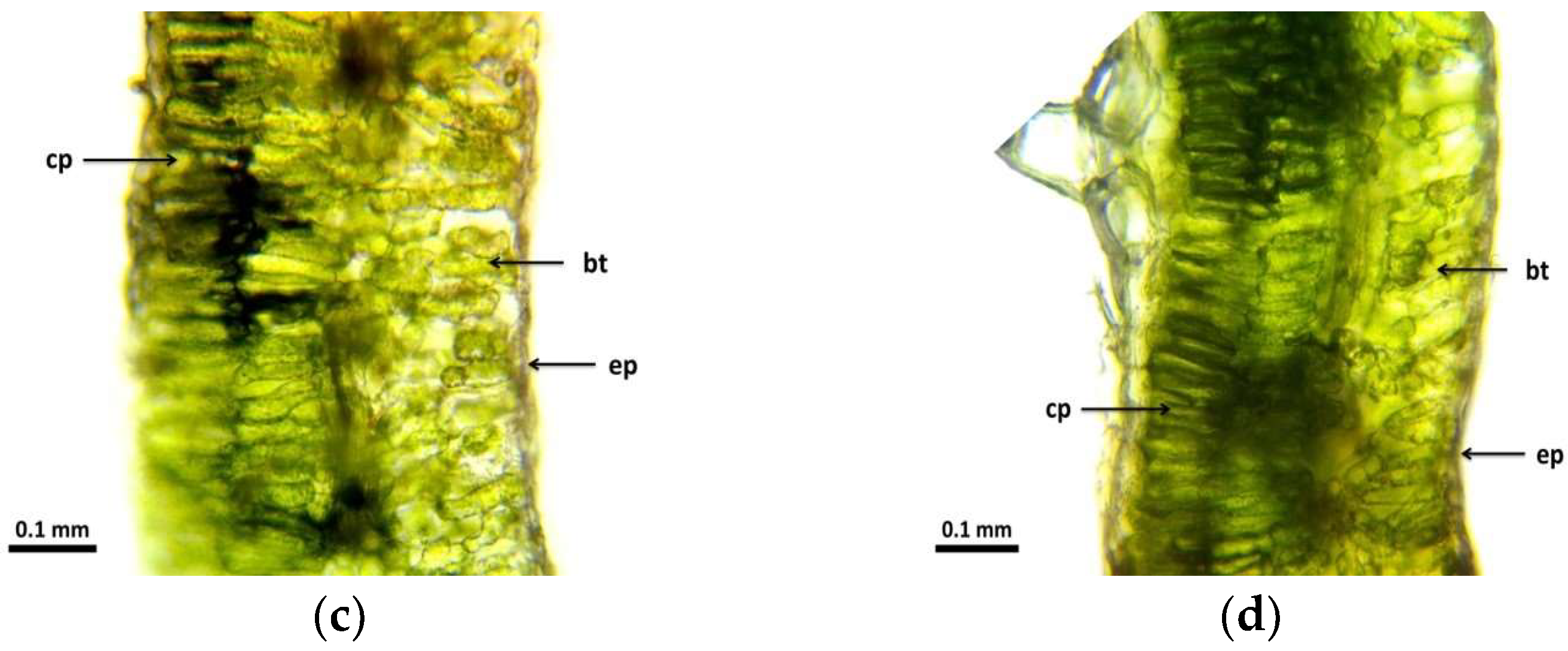 Agronomy 14 01292 g002b