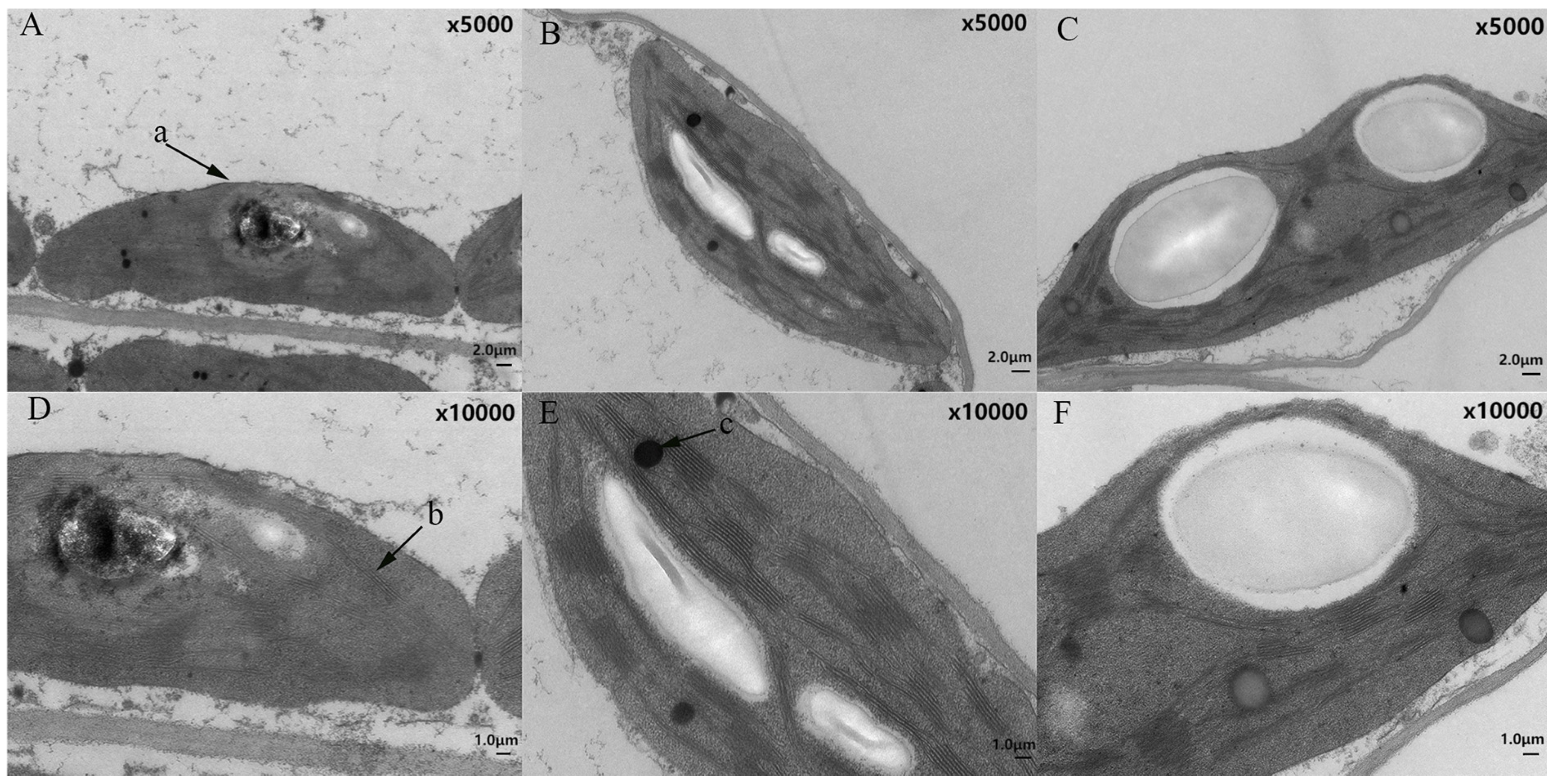 Agronomy 14 01294 g002