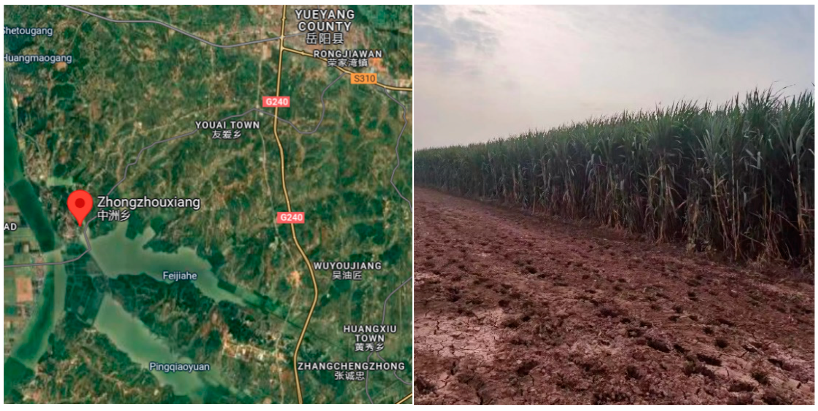 Agronomy 14 01299 g001