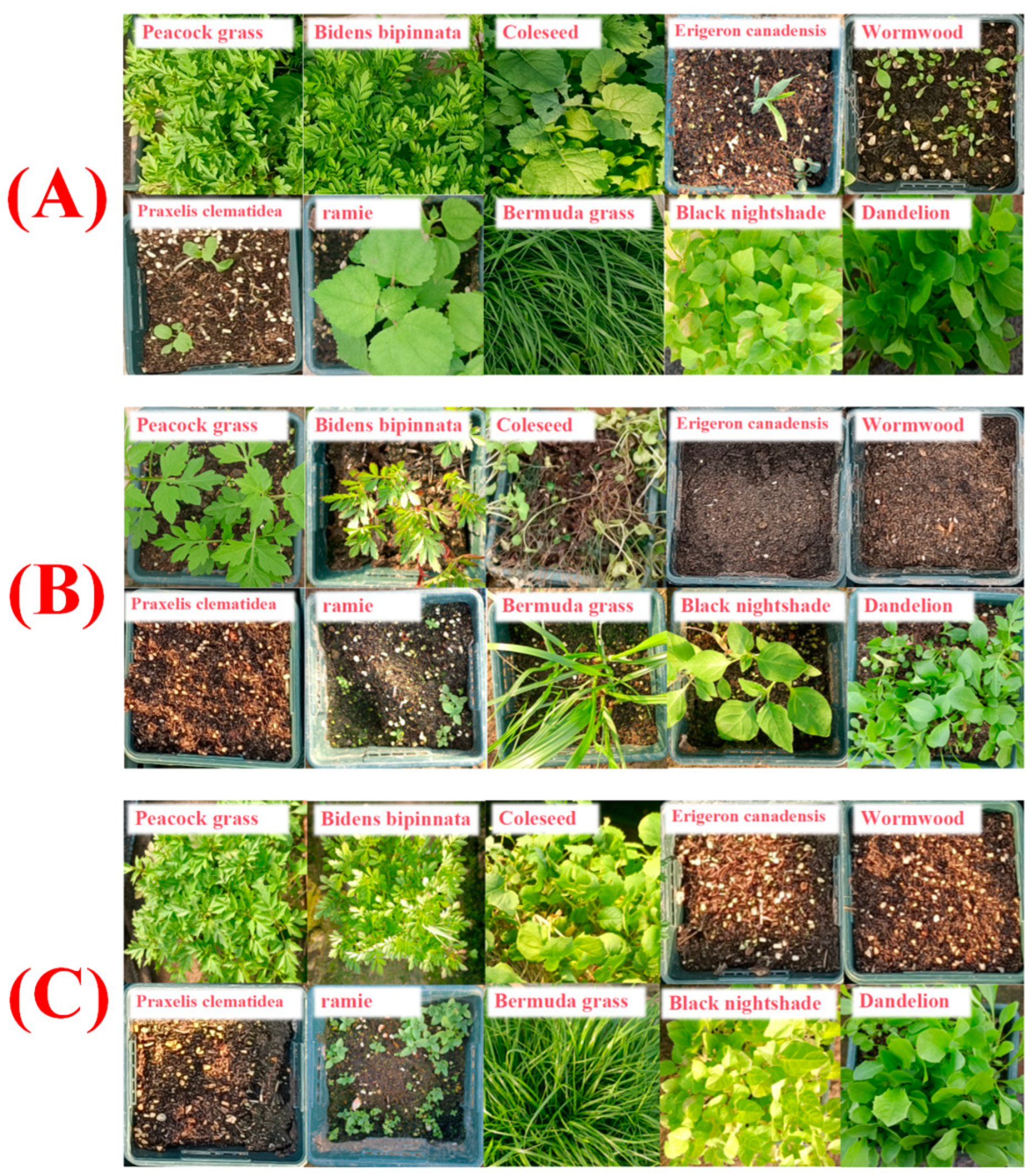Agronomy 14 01299 g005