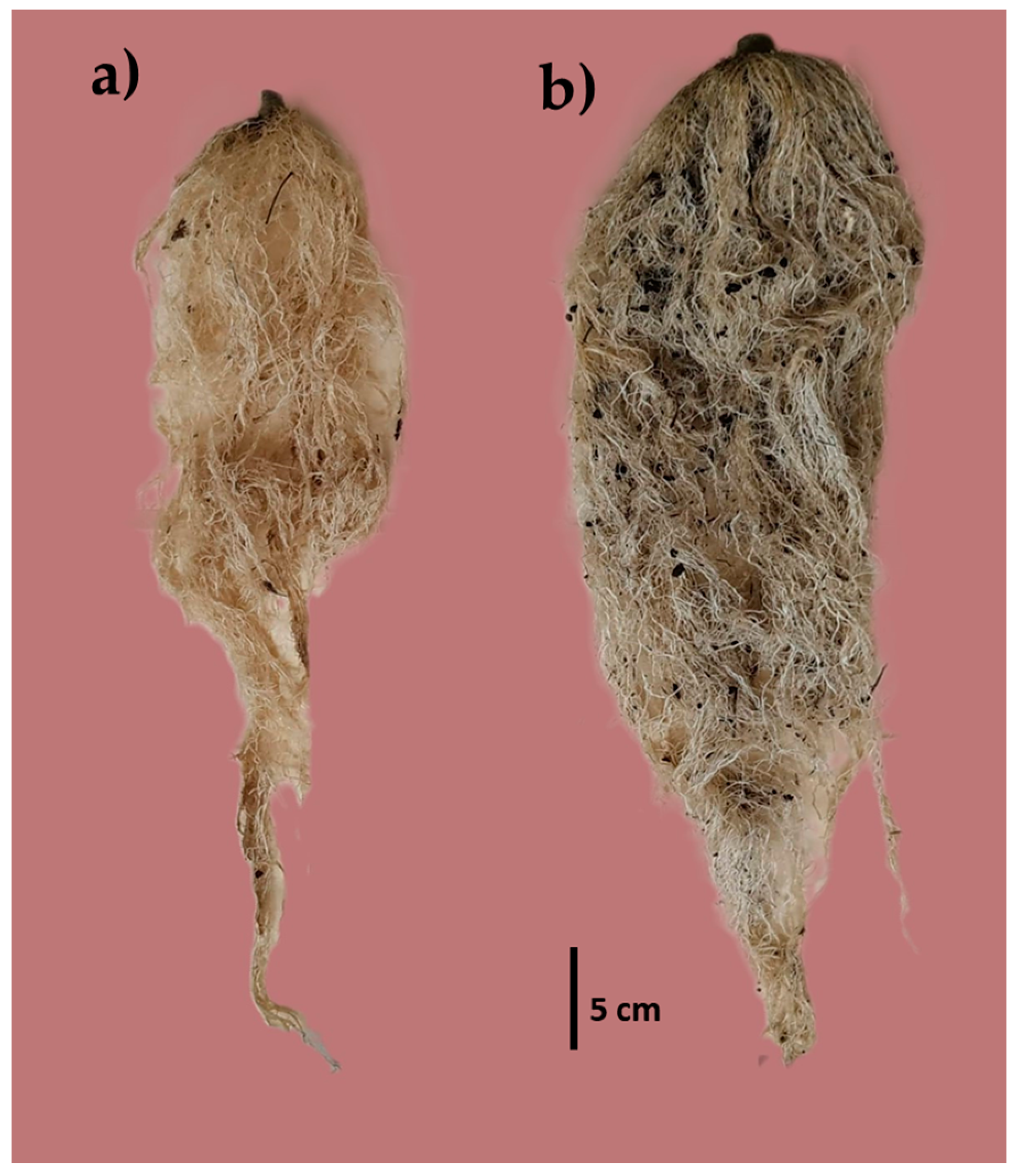 Agronomy 14 01311 g003