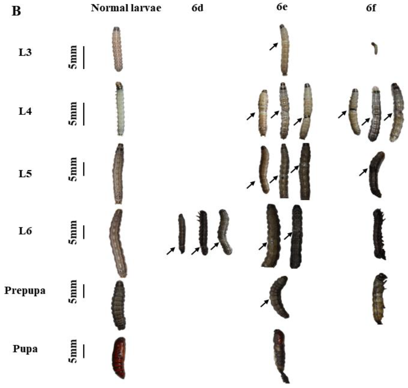 Agronomy 14 01315 g001b