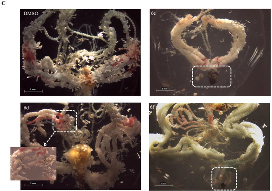 Effect of Three Novel Thiazolidiones on the Development