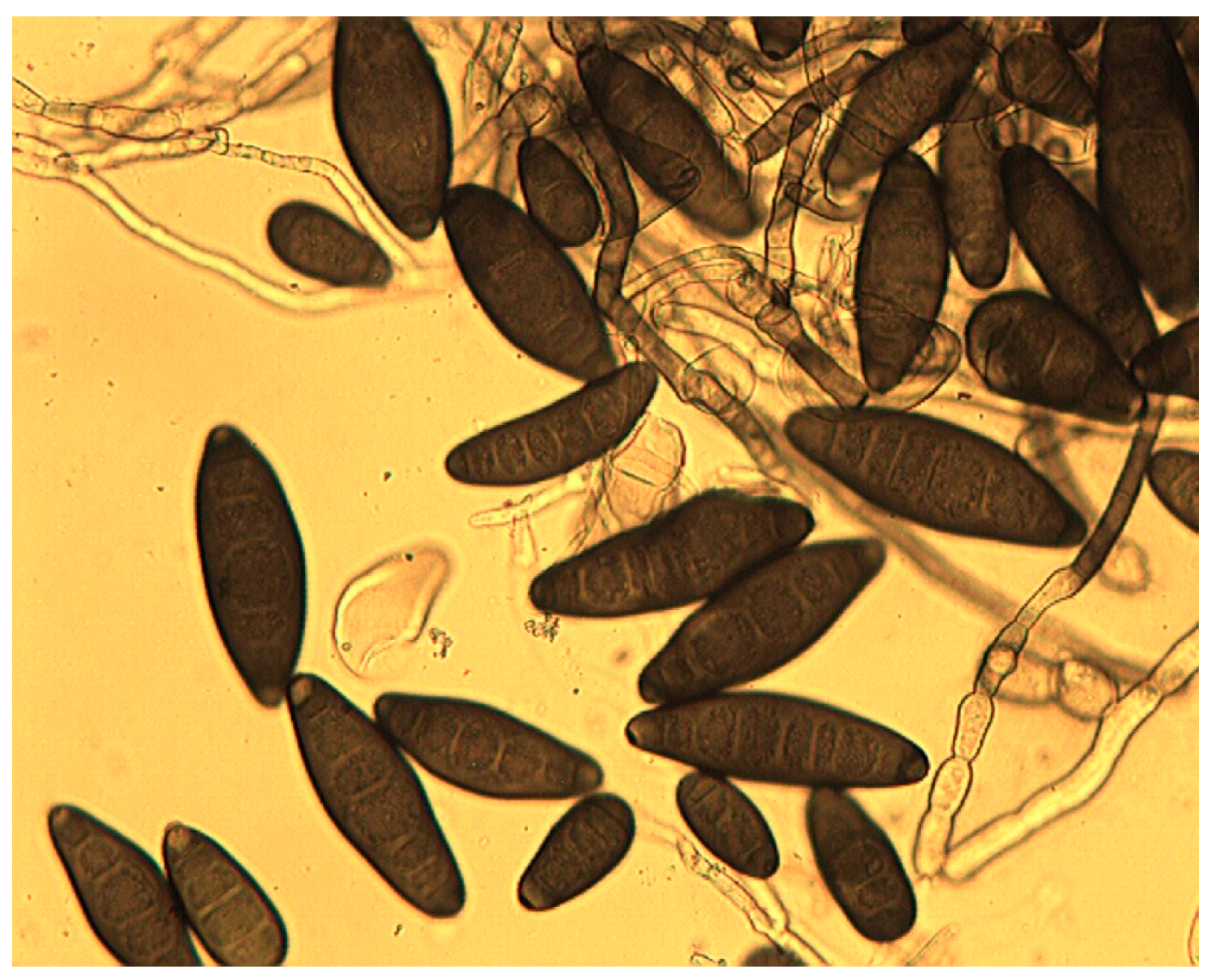 Agronomy 14 01322 g001