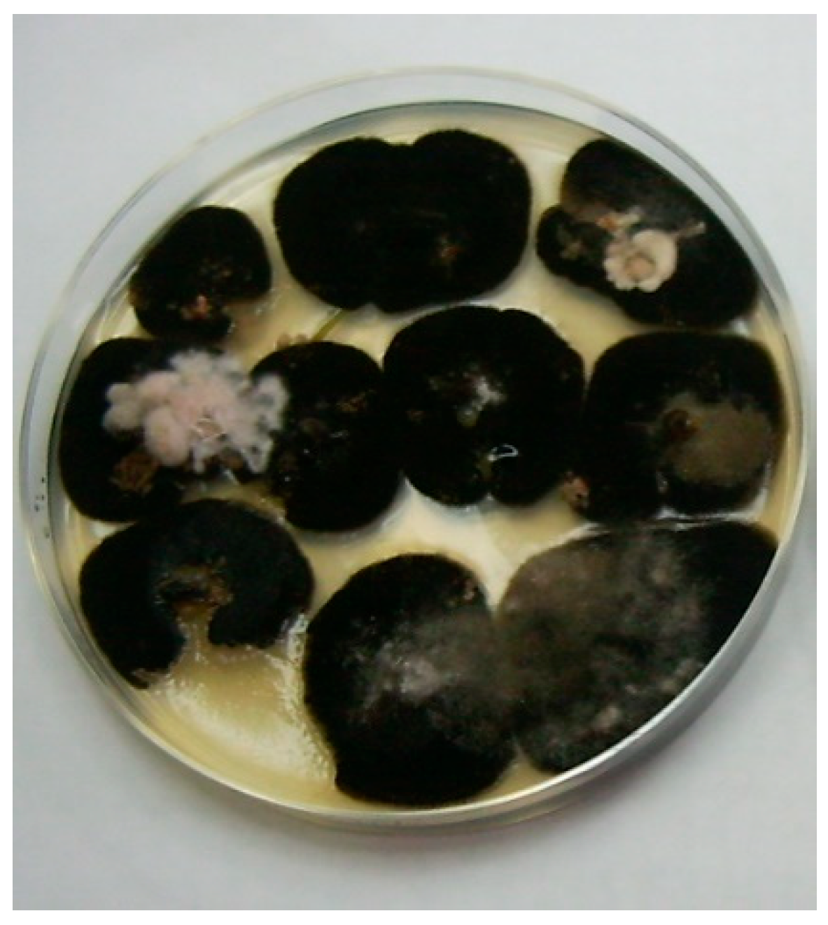 Agronomy 14 01322 g002